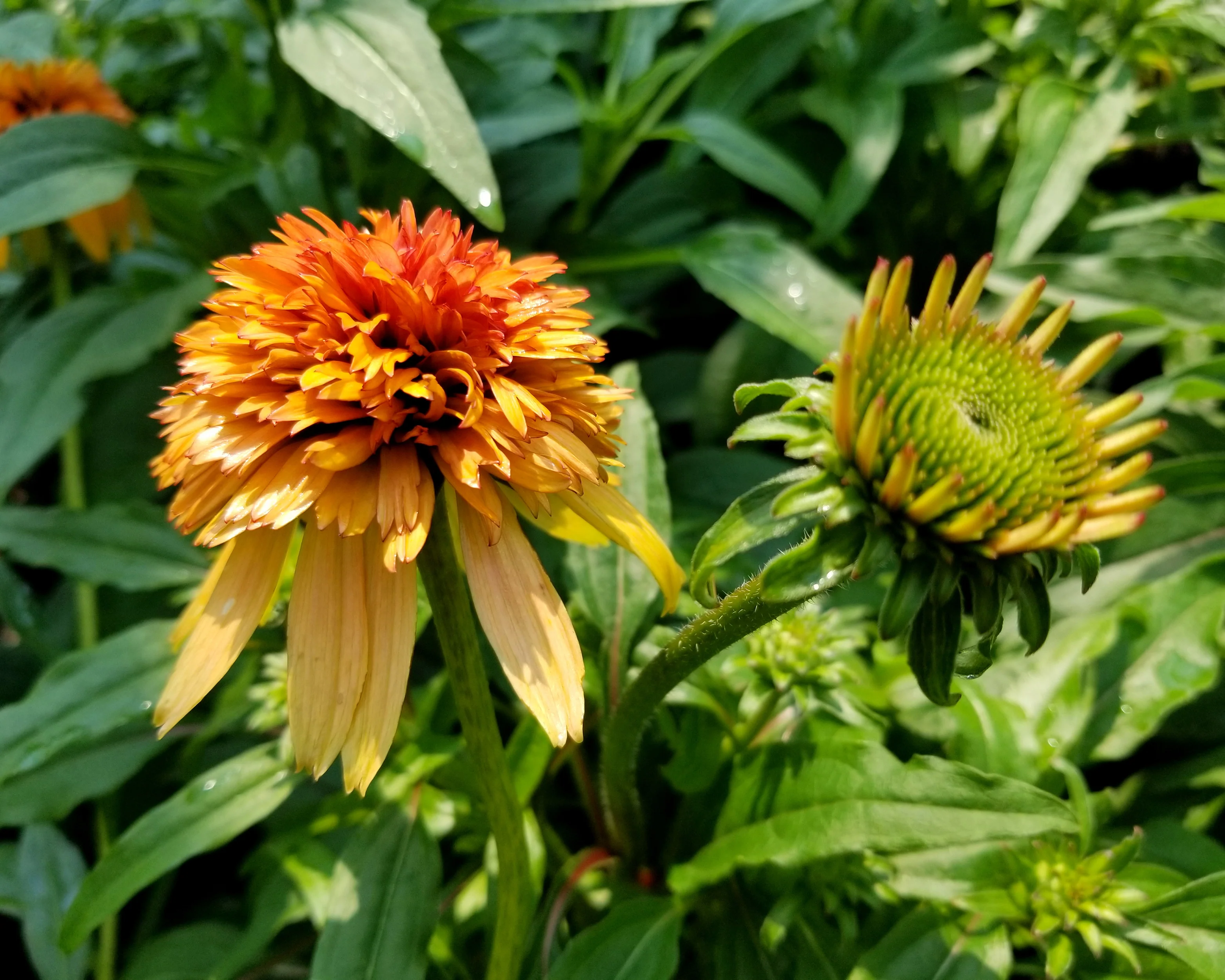 Echinacea 'Marmalade' - Image 6
