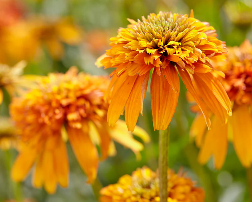 Echinacea 'Marmalade' - Image 7