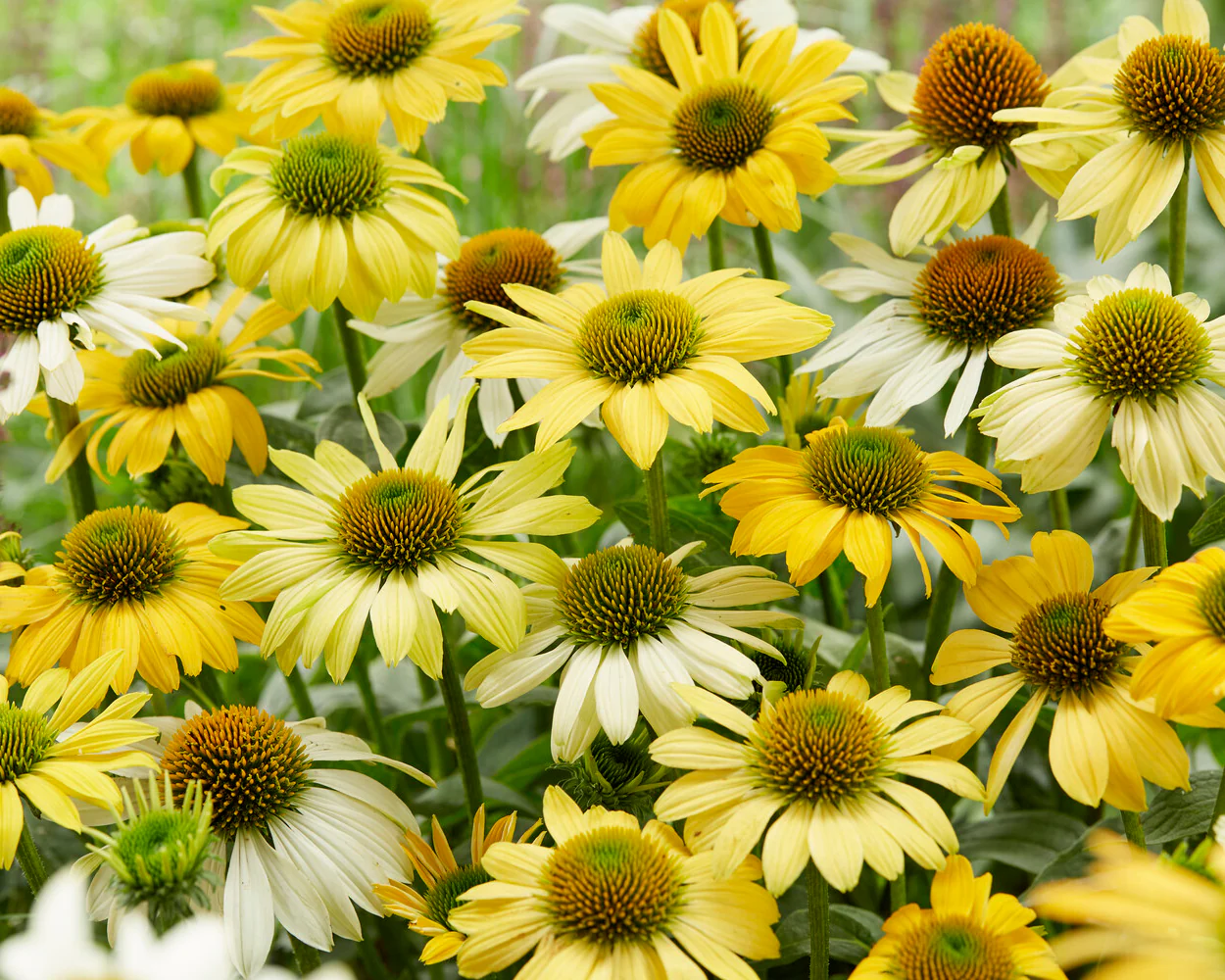 Echinacea 'Mellow Yellows' - Image 2