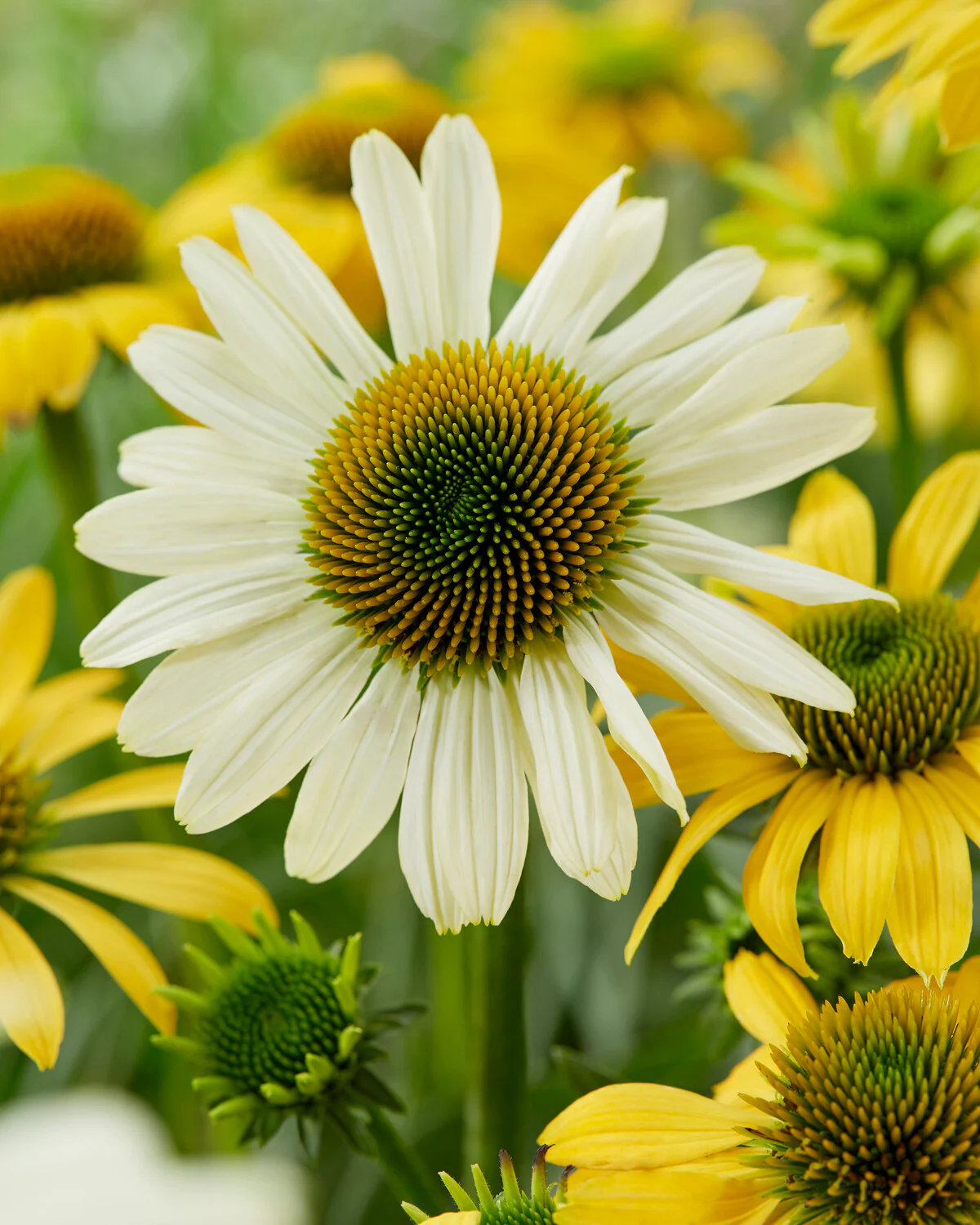 Echinacea 'Mellow Yellows' - Image 4