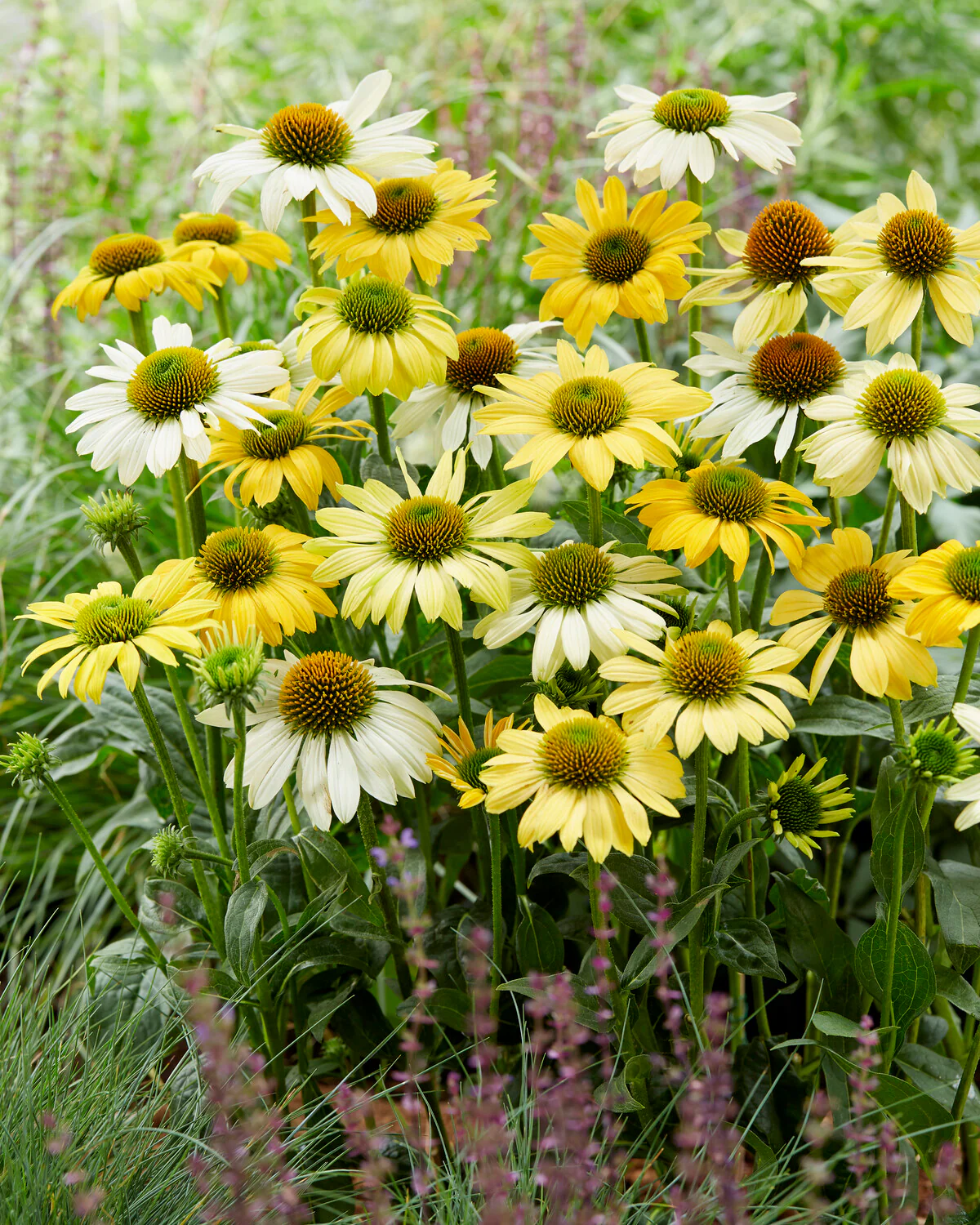 Echinacea 'Mellow Yellows' - Image 6