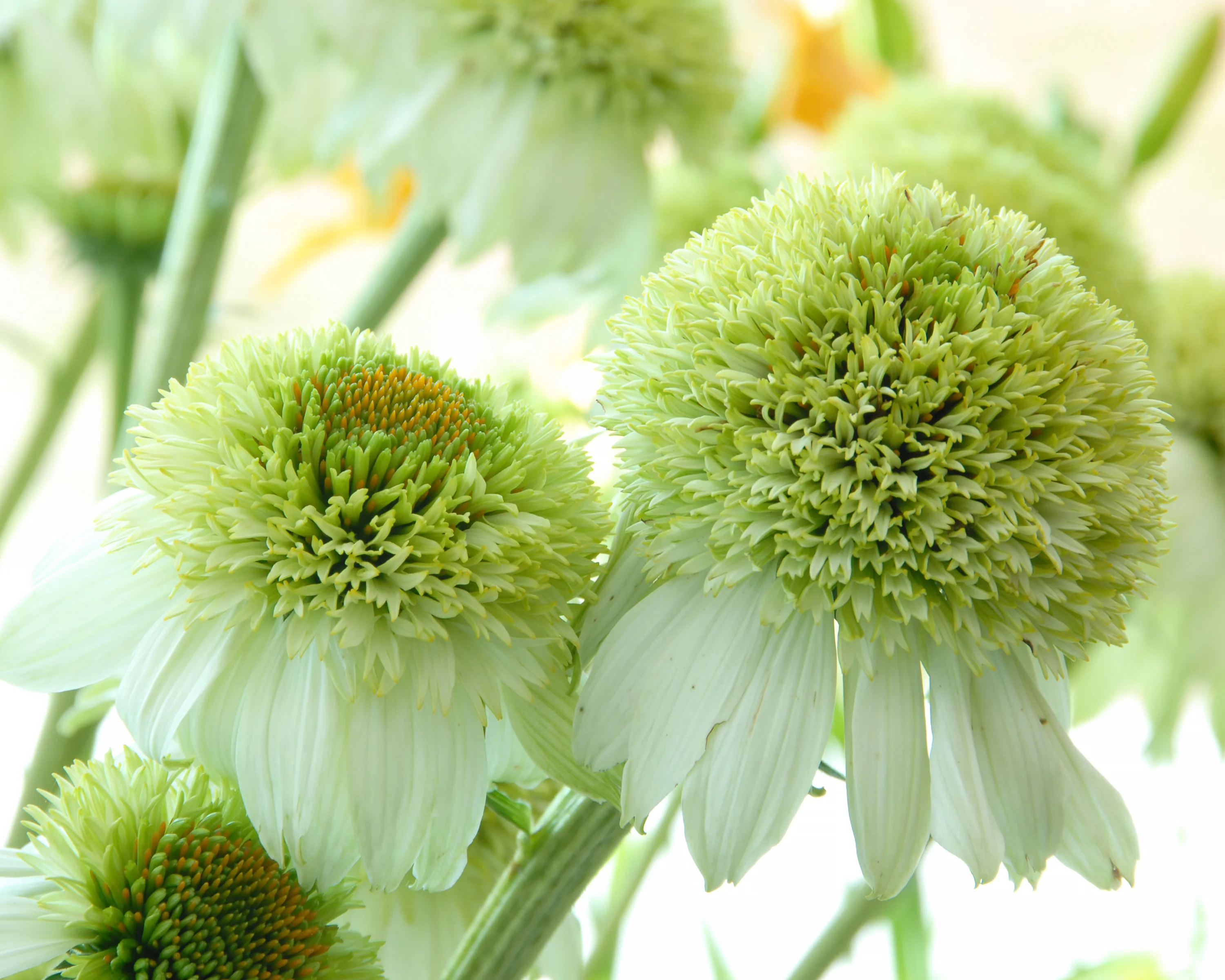 Echinacea 'Milkshake' - Image 10