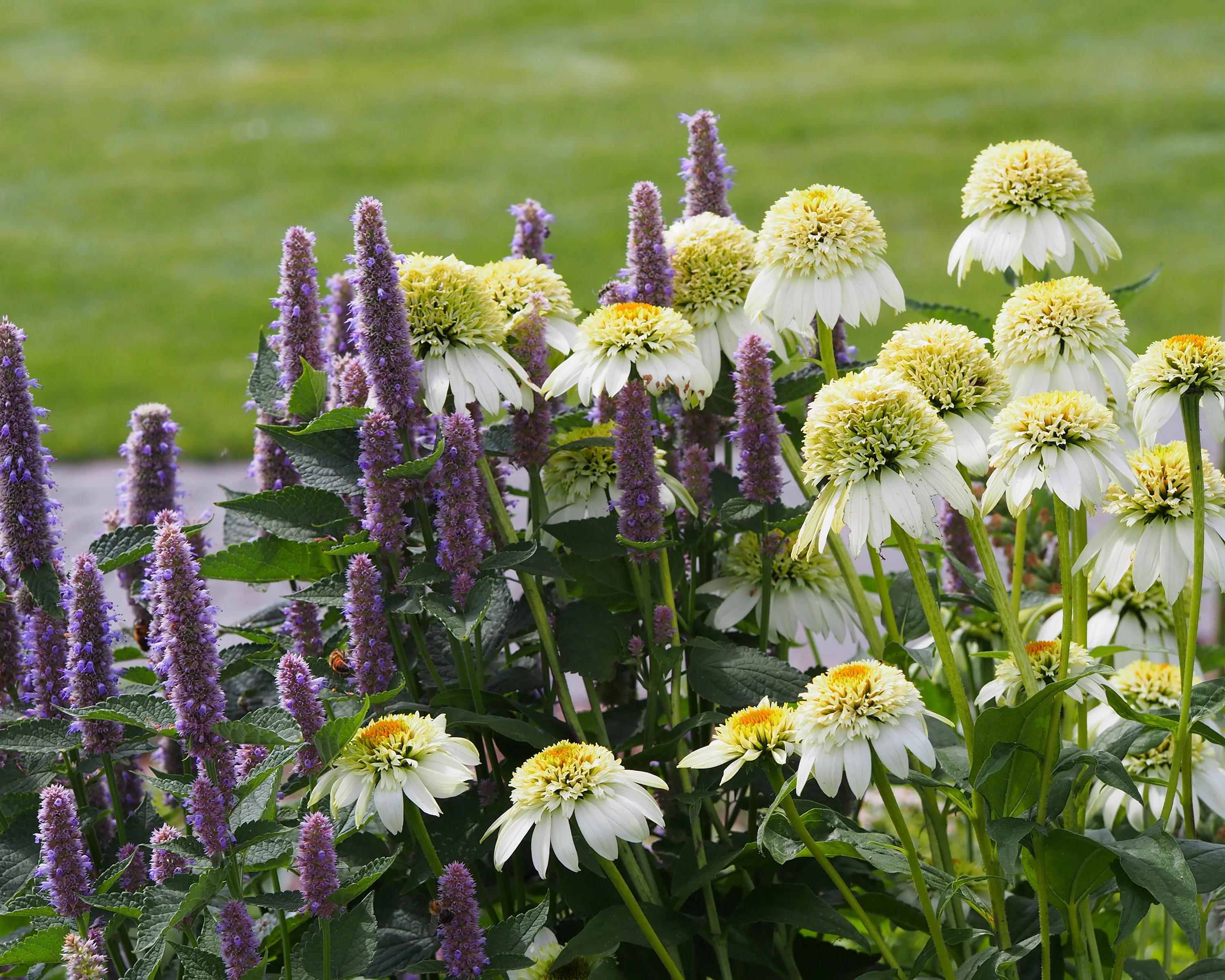 Echinacea 'Milkshake' - Image 3