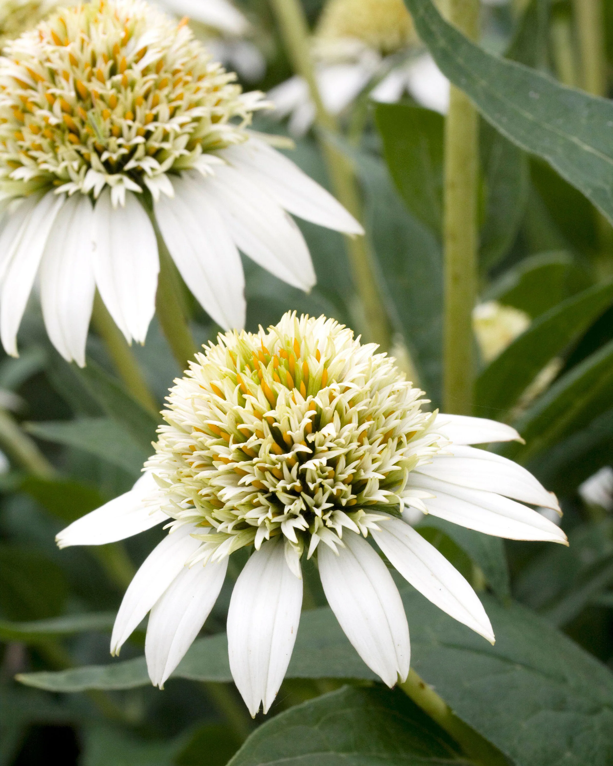Echinacea 'Milkshake' - Image 4