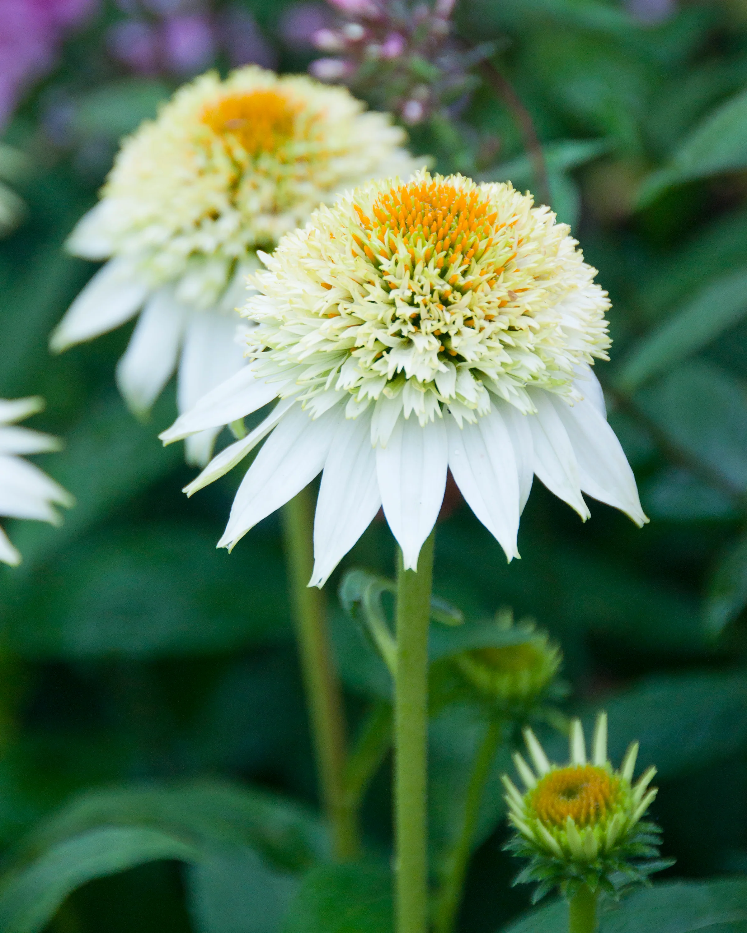 Echinacea 'Milkshake' - Image 9