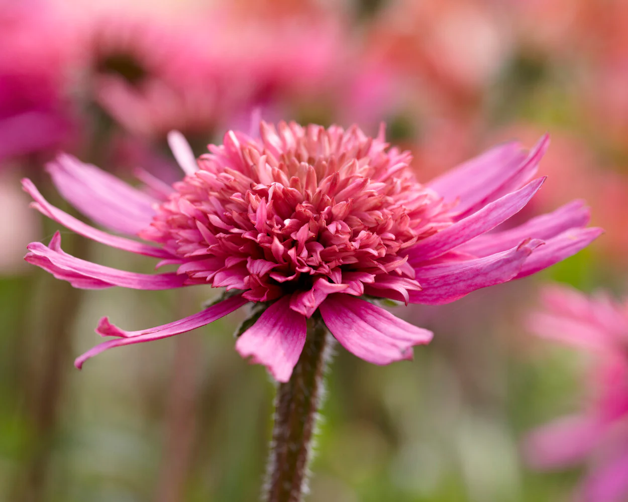 Echinacea 'Mini Belle' - Image 10