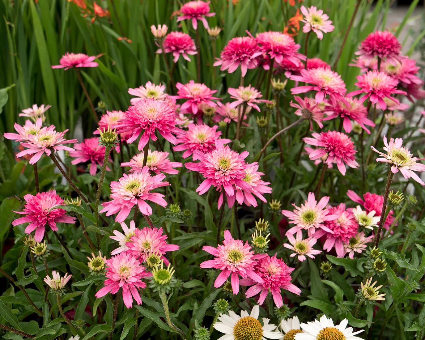 Echinacea 'Mini Belle' - Image 4