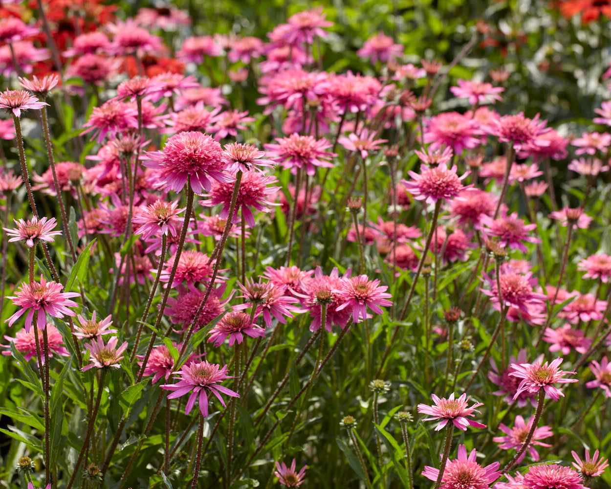Echinacea 'Mini Belle' - Image 5