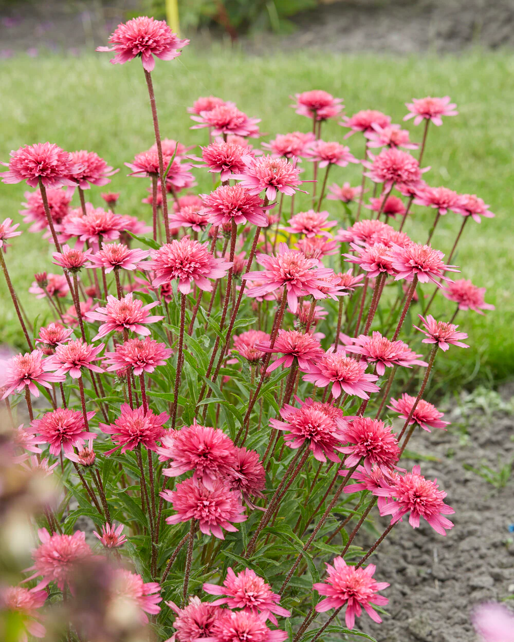 Echinacea 'Mini Belle' - Image 8