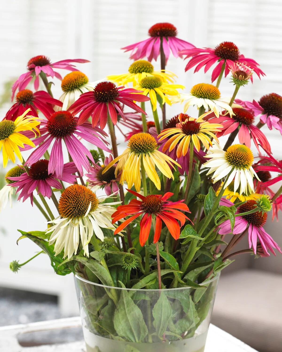 Echinacea 'Papillon Mix' - Image 4