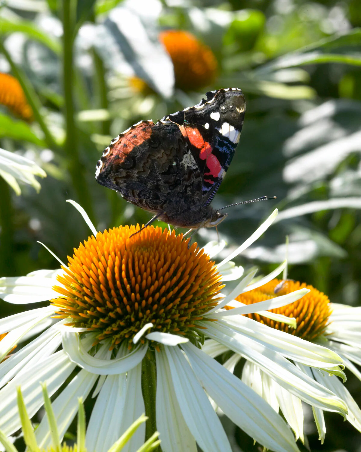 Echinacea 'Papillon Mix' - Image 7