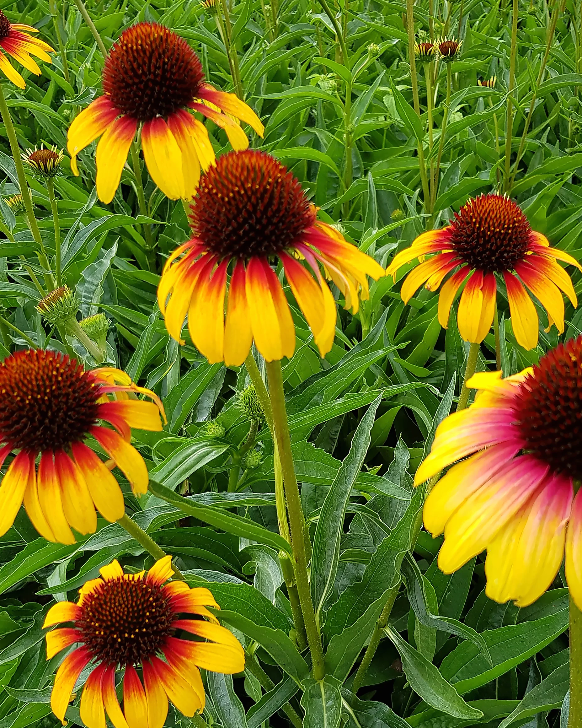 Echinacea 'Parrot' - Image 10