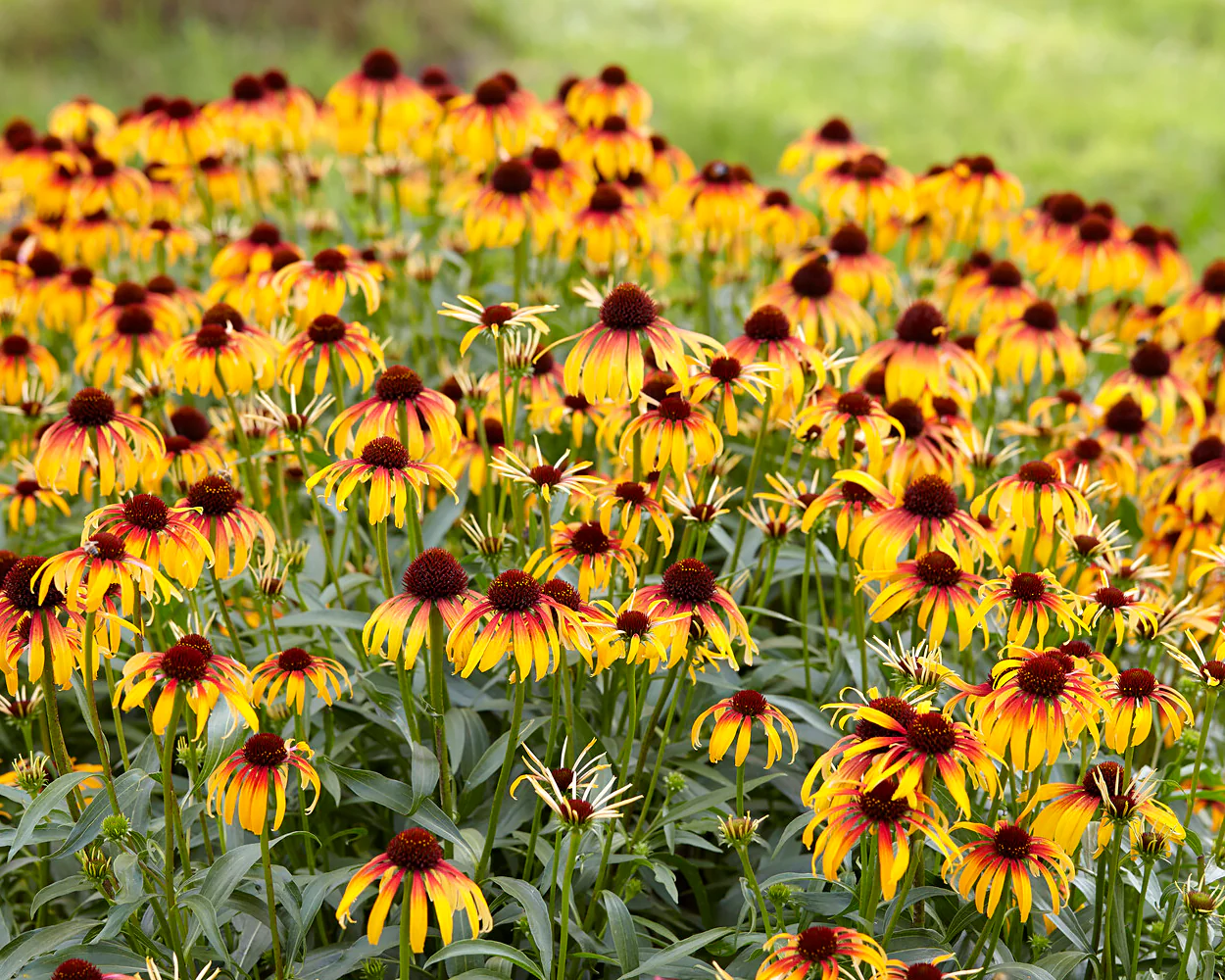 Echinacea 'Parrot' - Image 2
