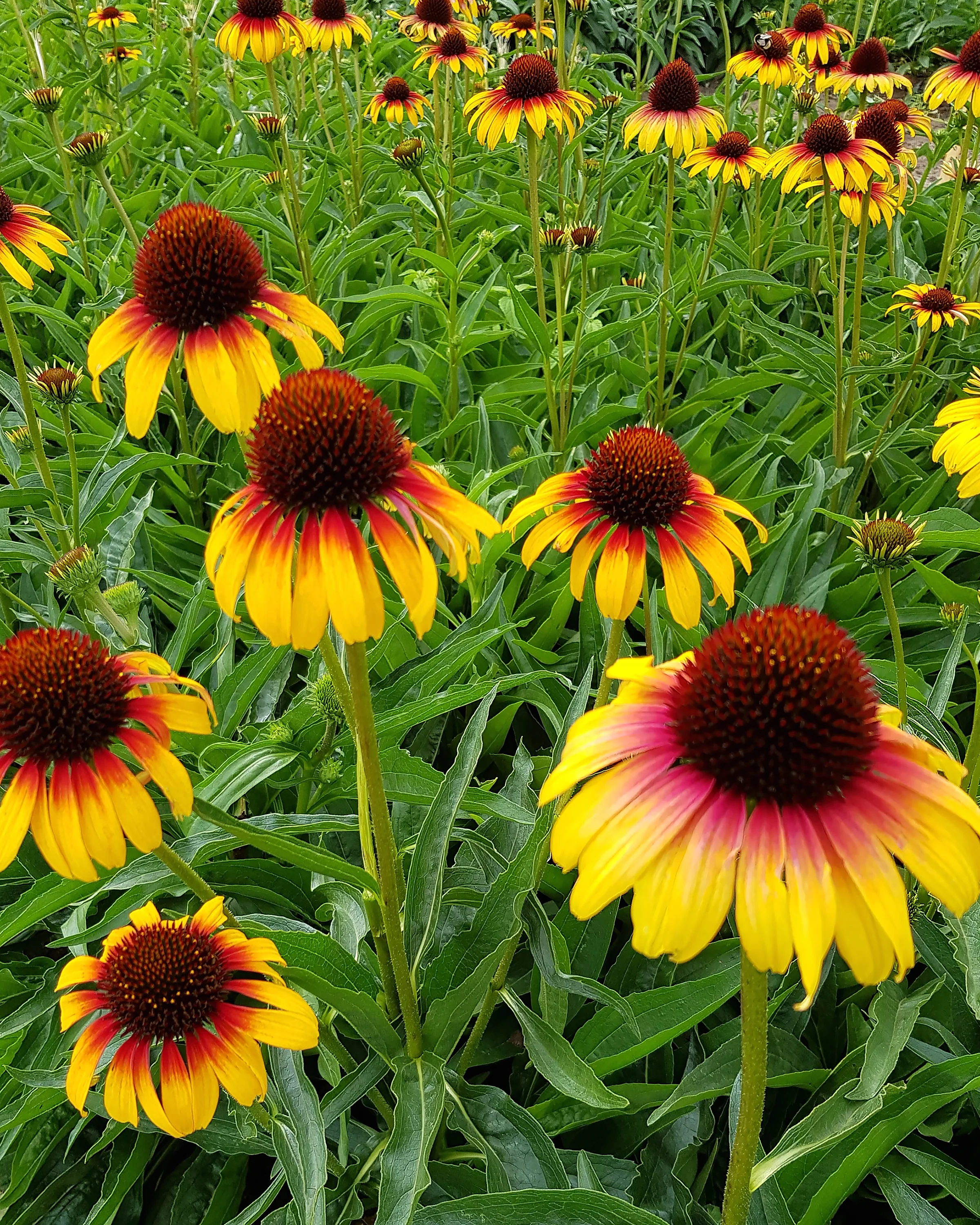Echinacea 'Parrot' - Image 3