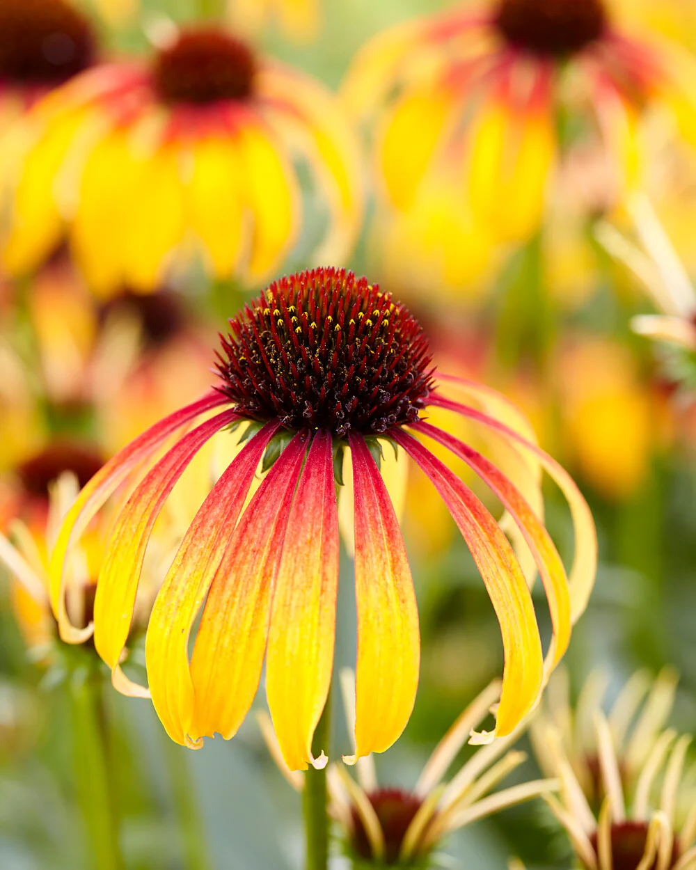 Echinacea 'Parrot' - Image 4