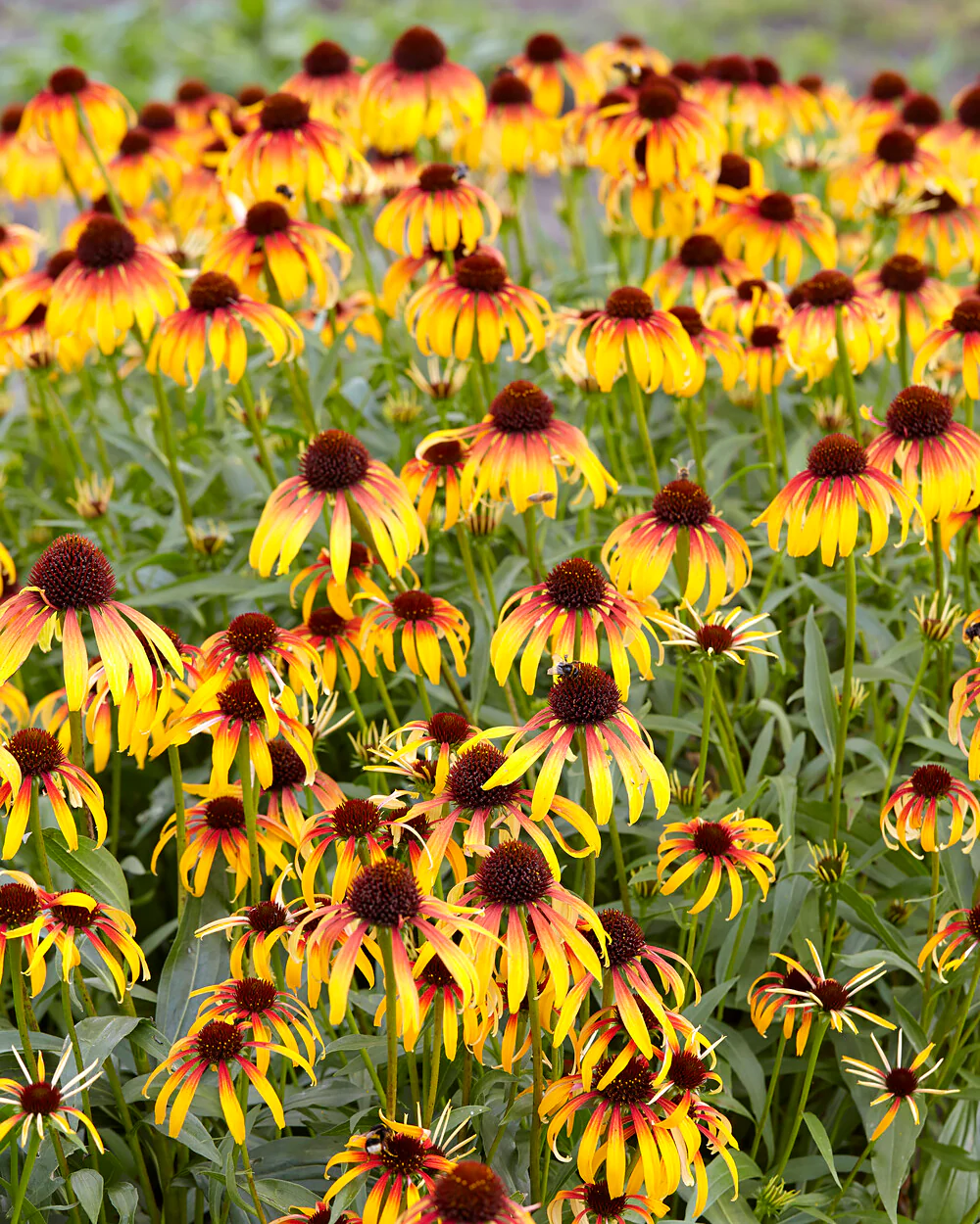 Echinacea 'Parrot' - Image 6