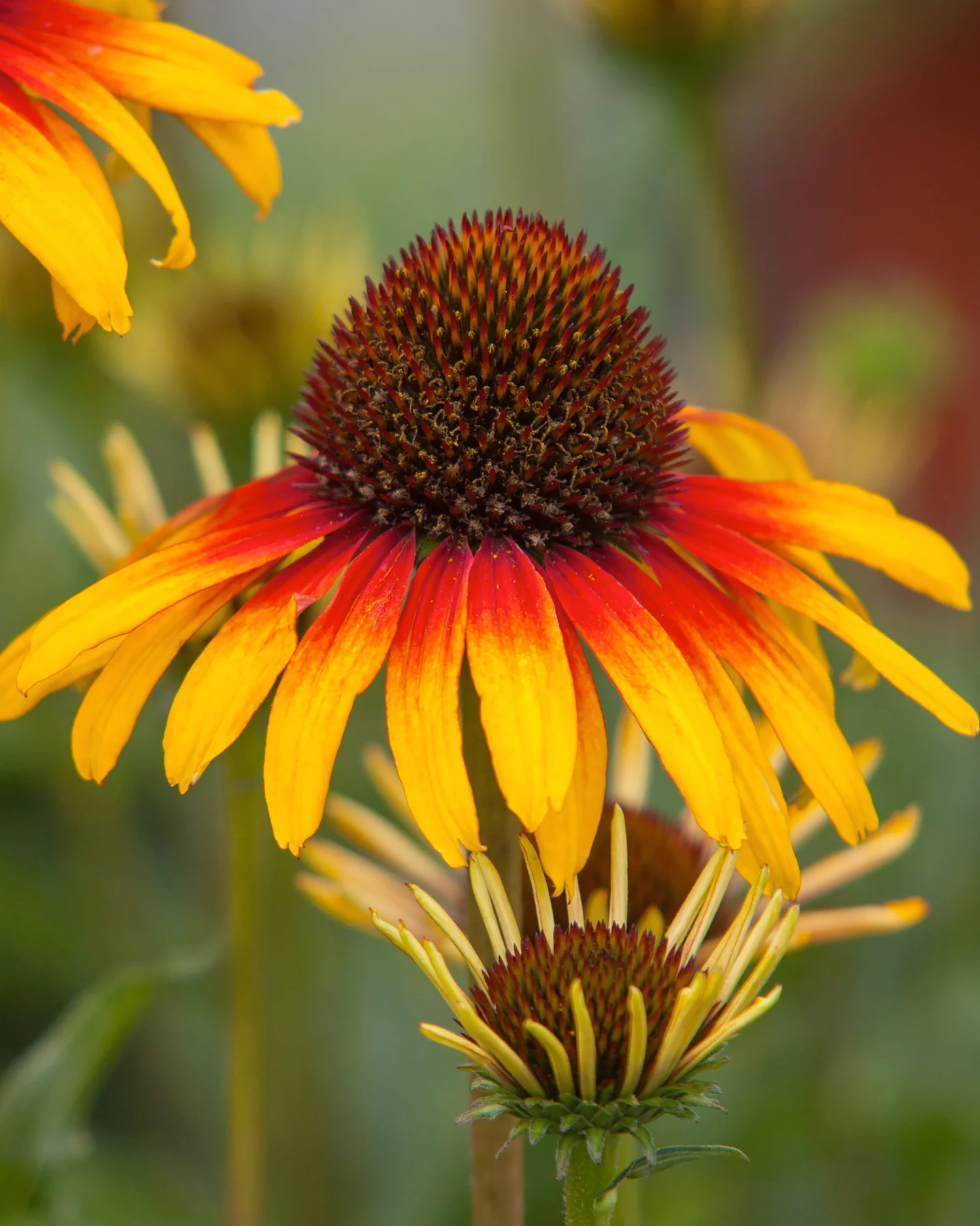 Echinacea 'Parrot' - Image 7