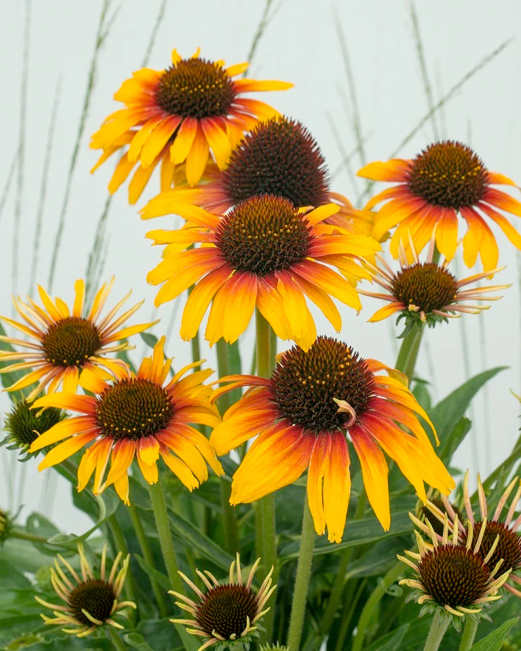 Echinacea 'Parrot' - Image 9