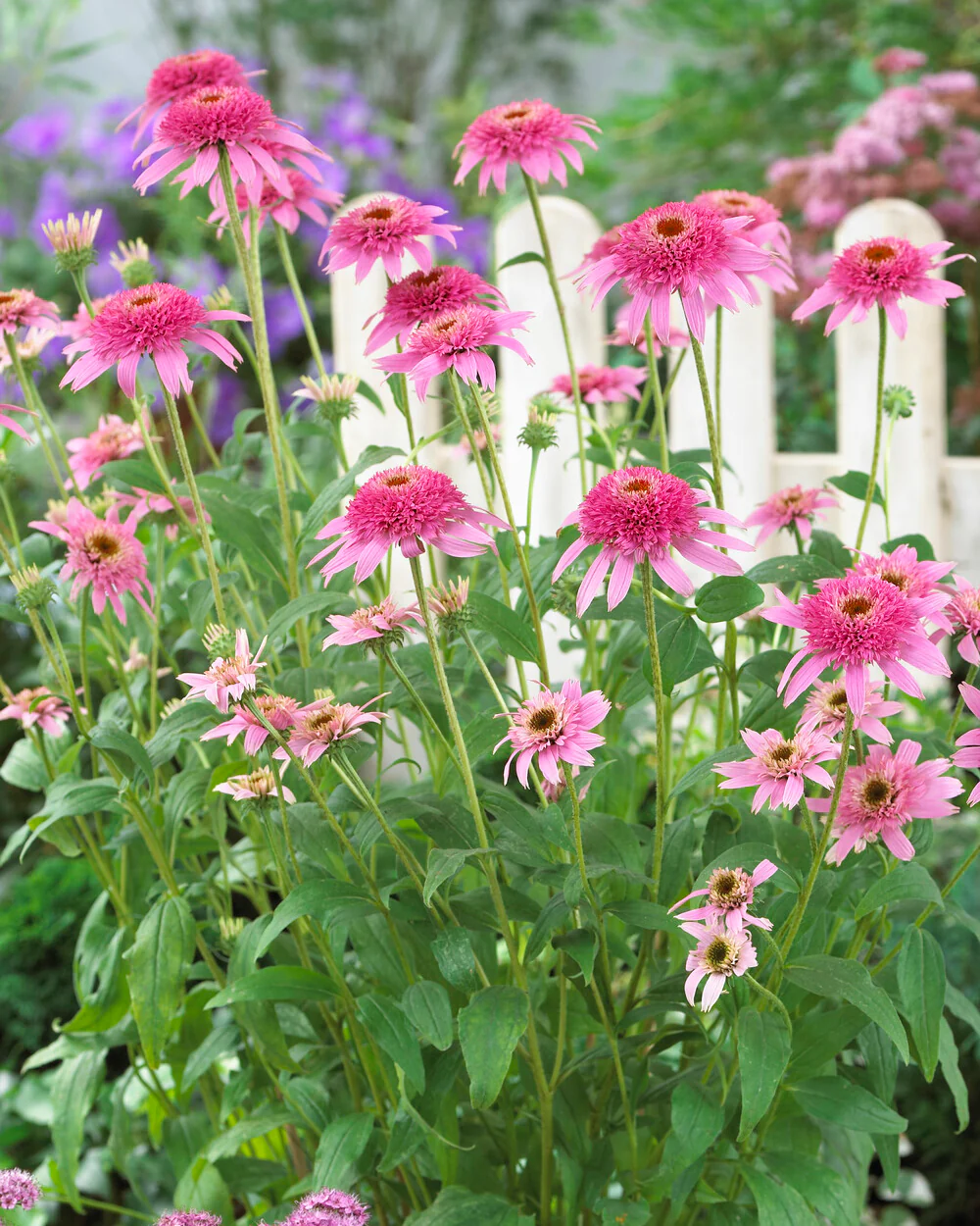 Echinacea 'Pink Double Delight' - Image 2