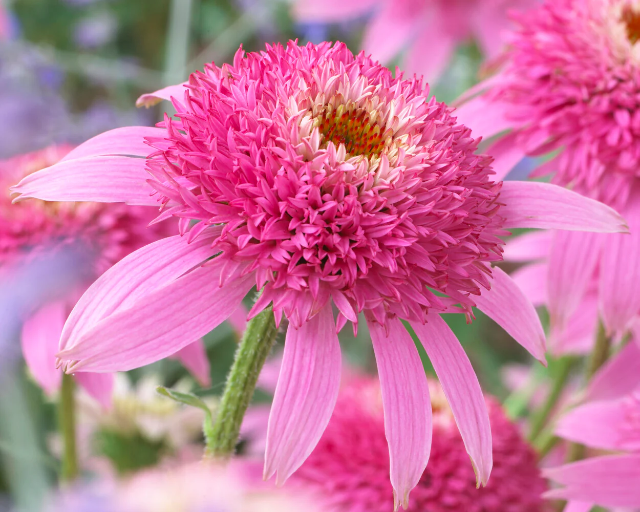 Echinacea 'Pink Double Delight' - Image 3
