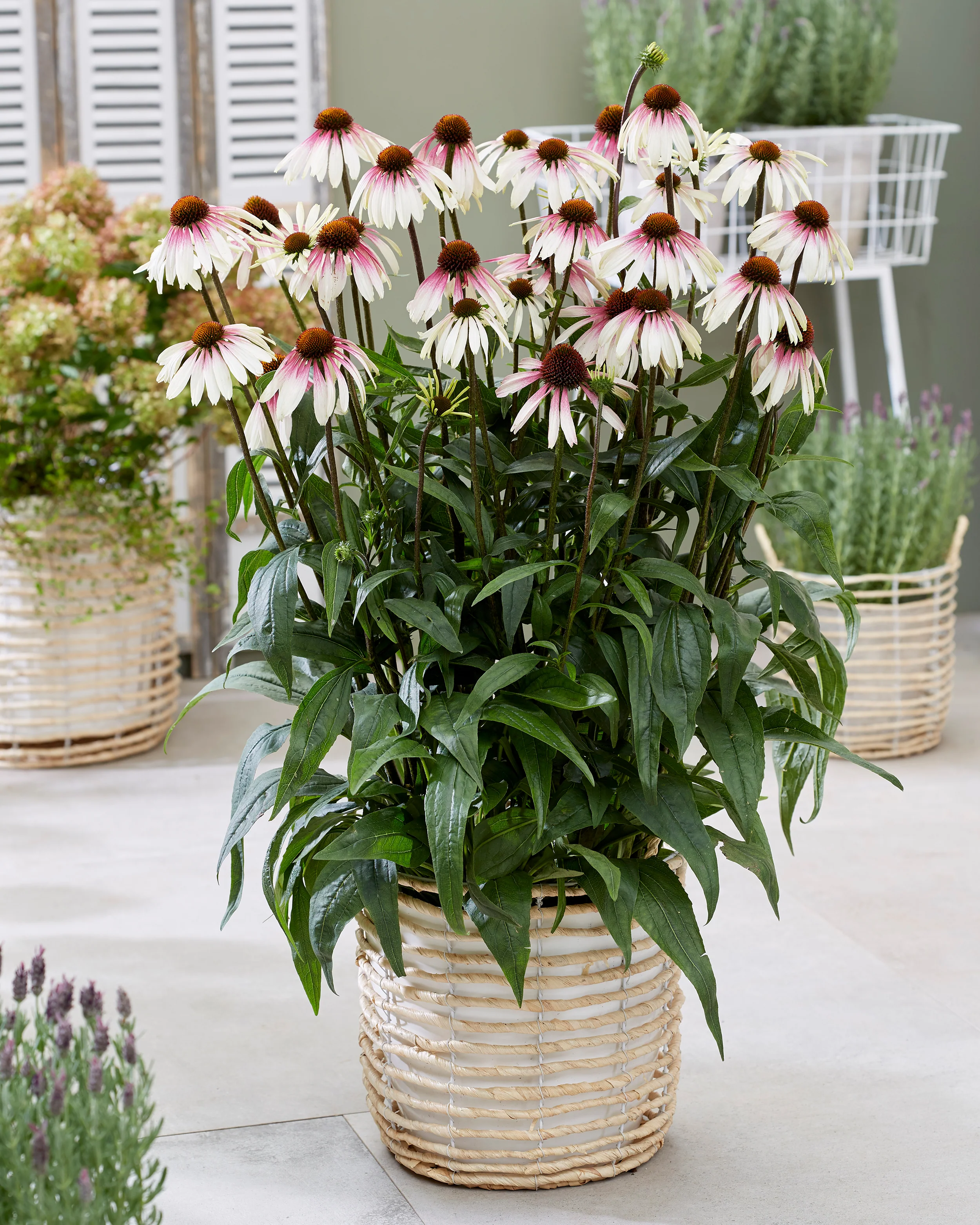 Echinacea 'Pretty Parasols' - Image 4