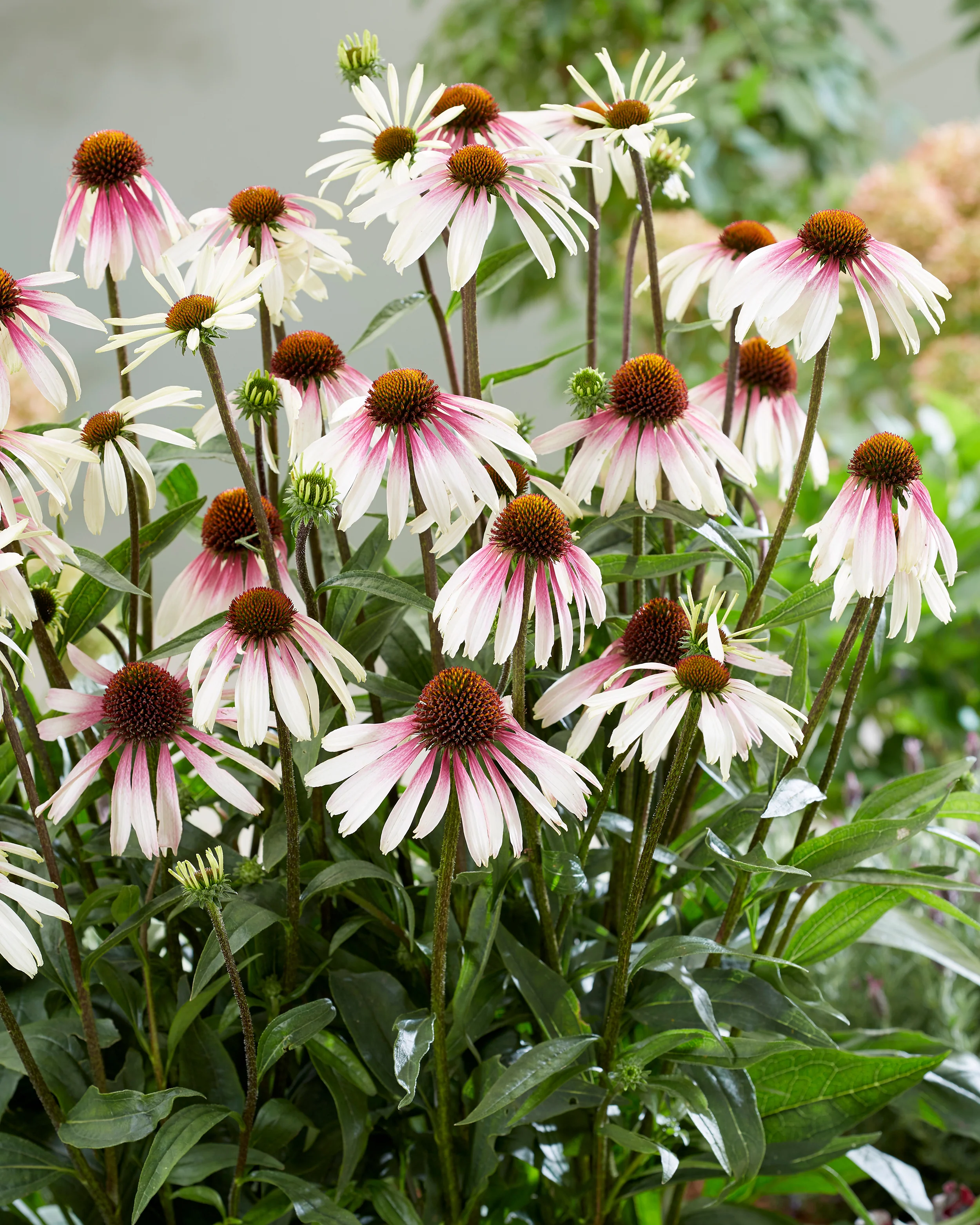 Echinacea 'Pretty Parasols' - Image 5