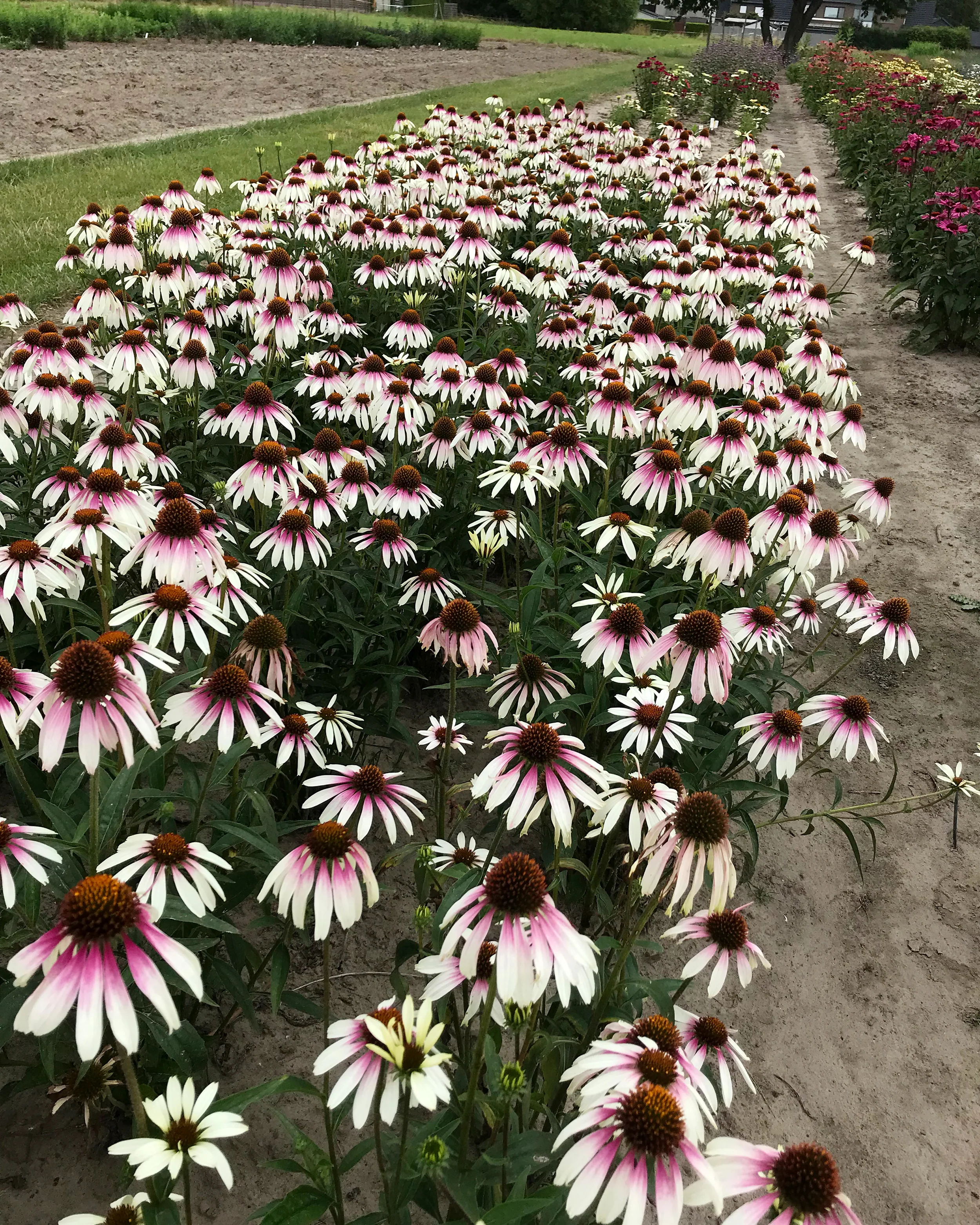 Echinacea 'Pretty Parasols' - Image 6