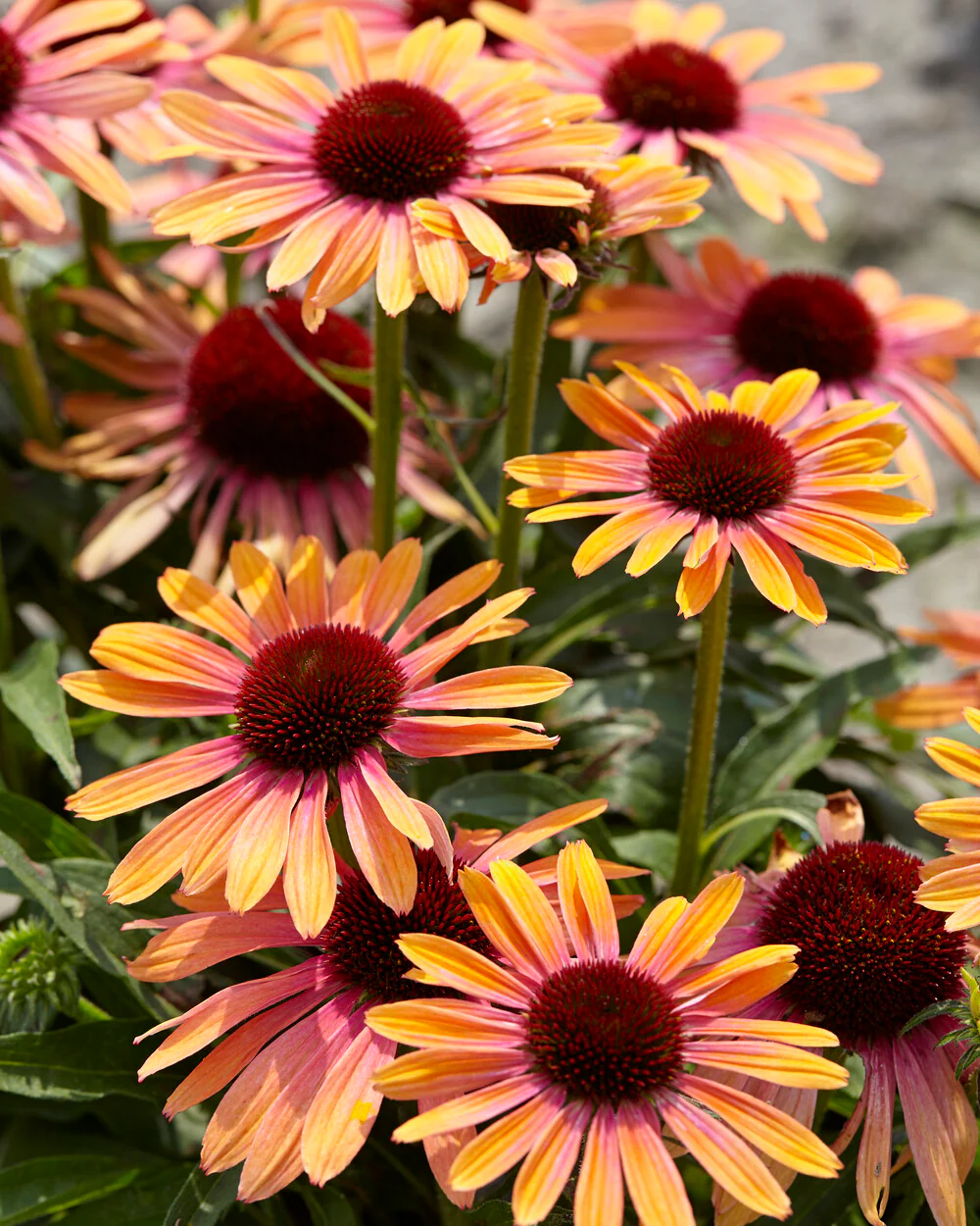 Echinacea 'Rainbow Marcella' - Image 13
