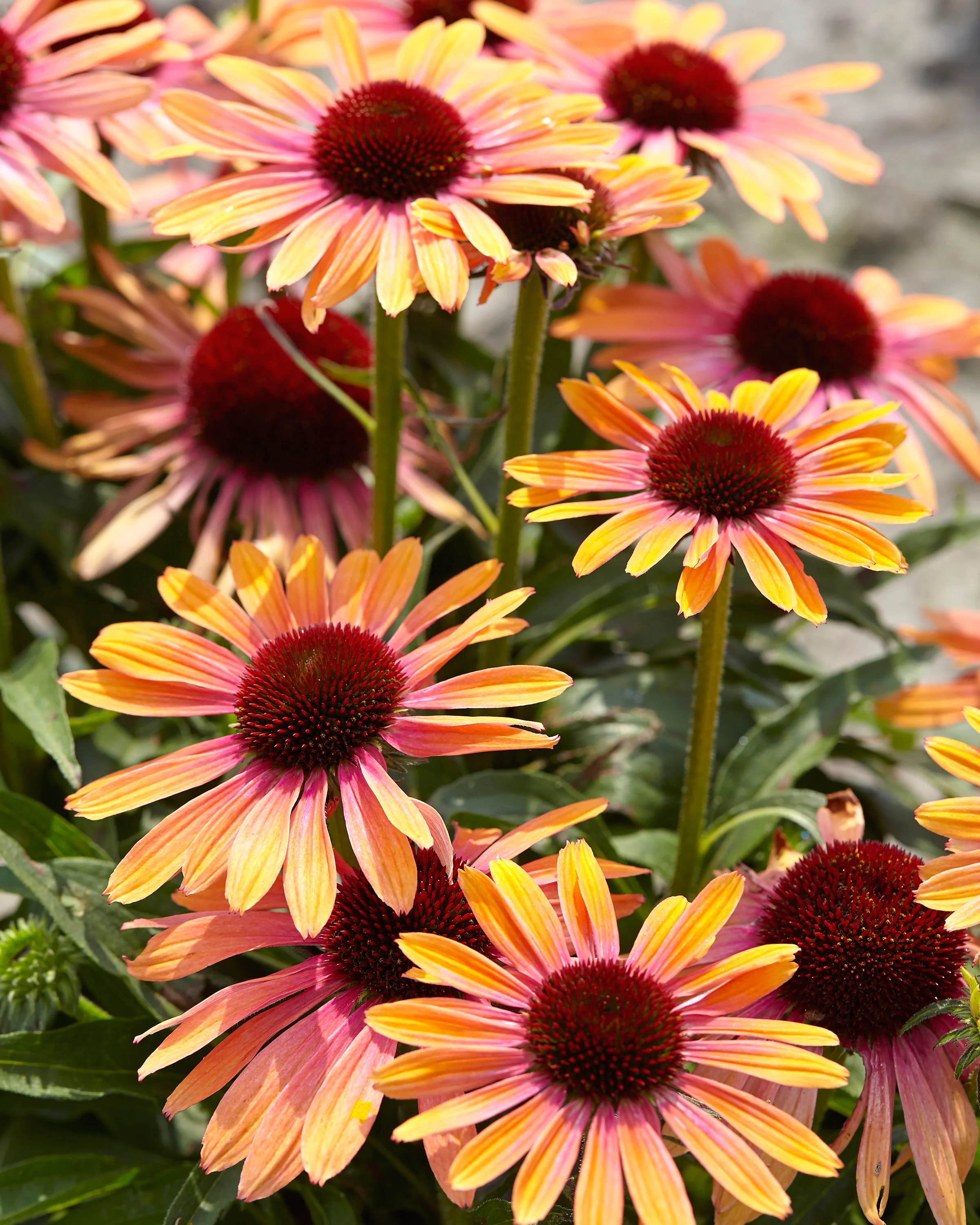 Echinacea 'Rainbow Marcella' - Image 8