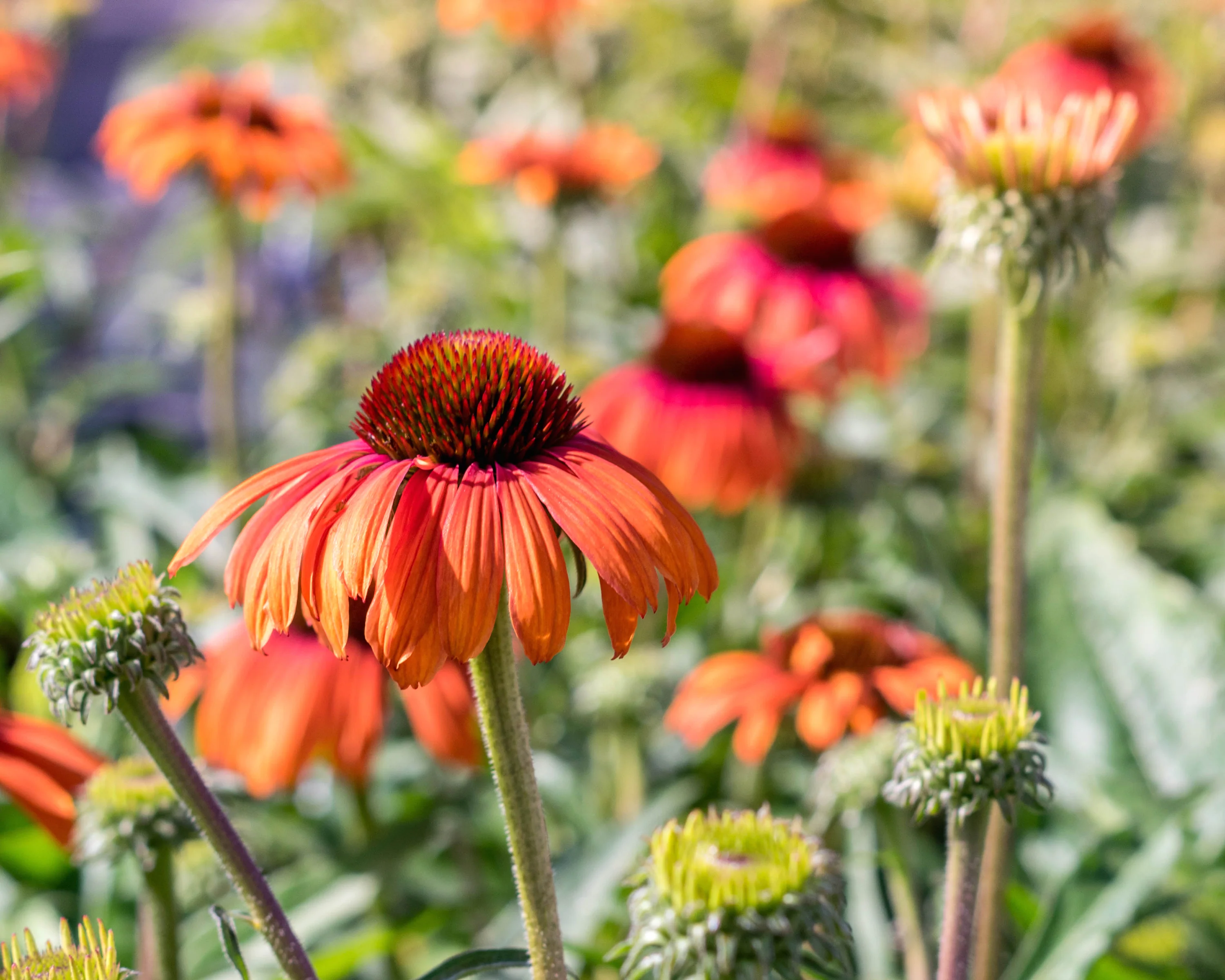 Echinacea 'Rainbow Marcella' - Image 9