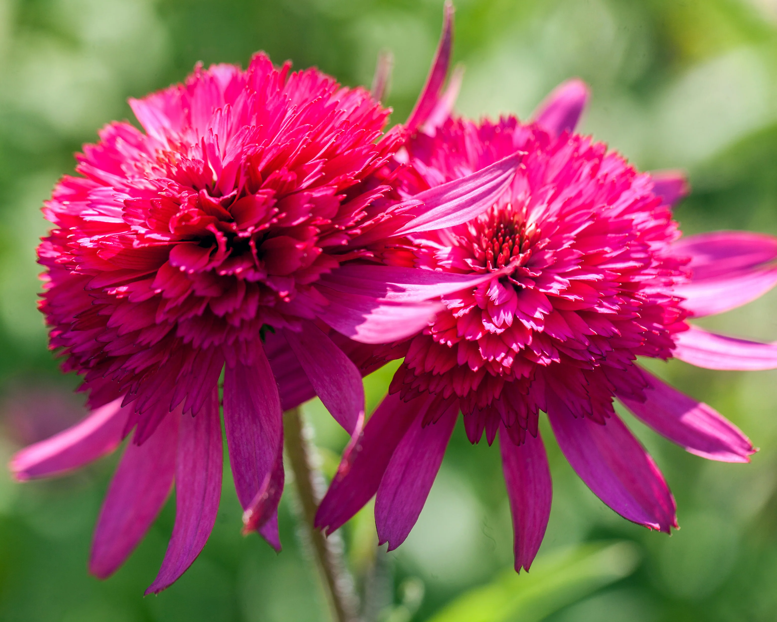 Echinacea 'Southern Belle' - Image 3