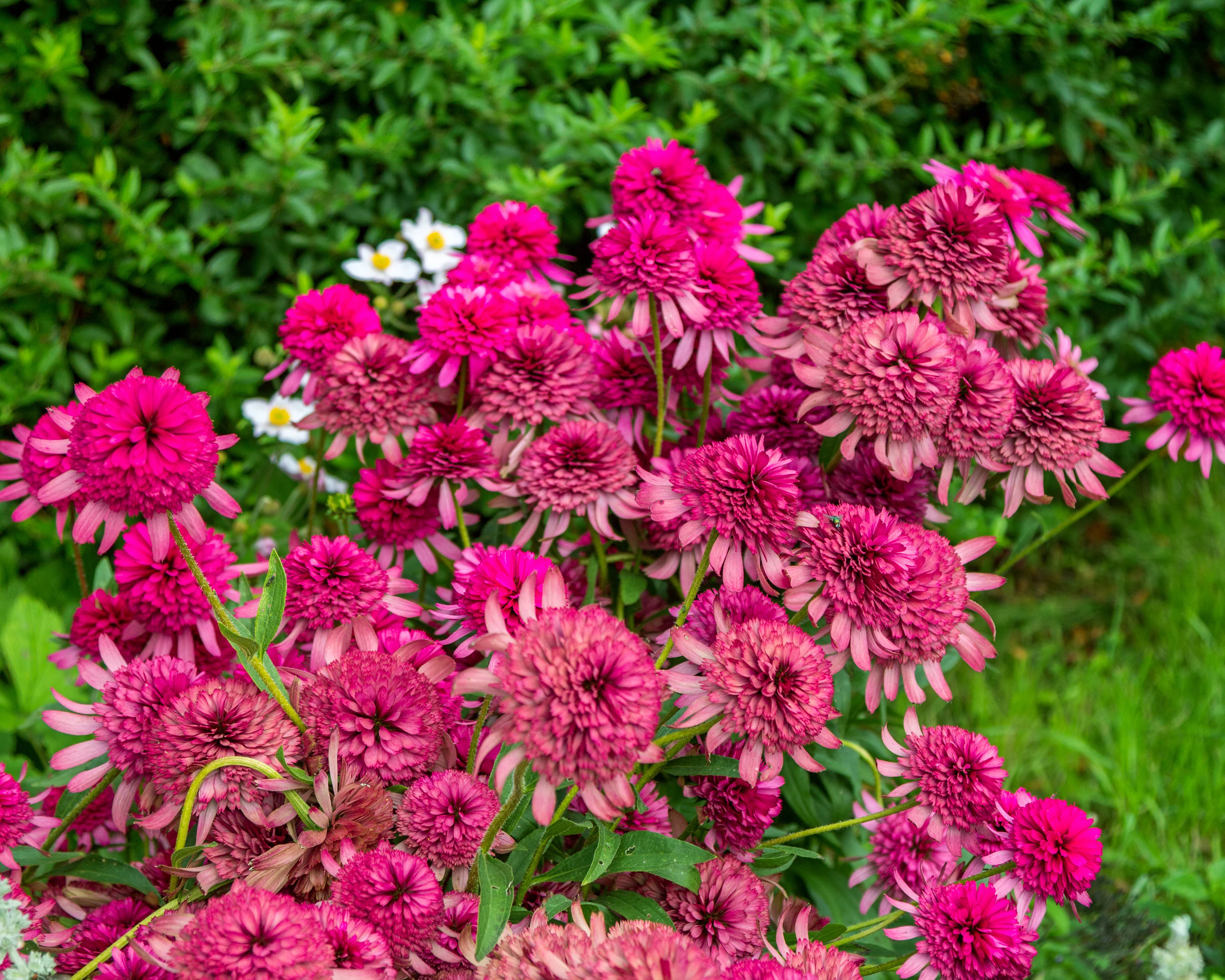 Echinacea 'Southern Belle' - Image 4