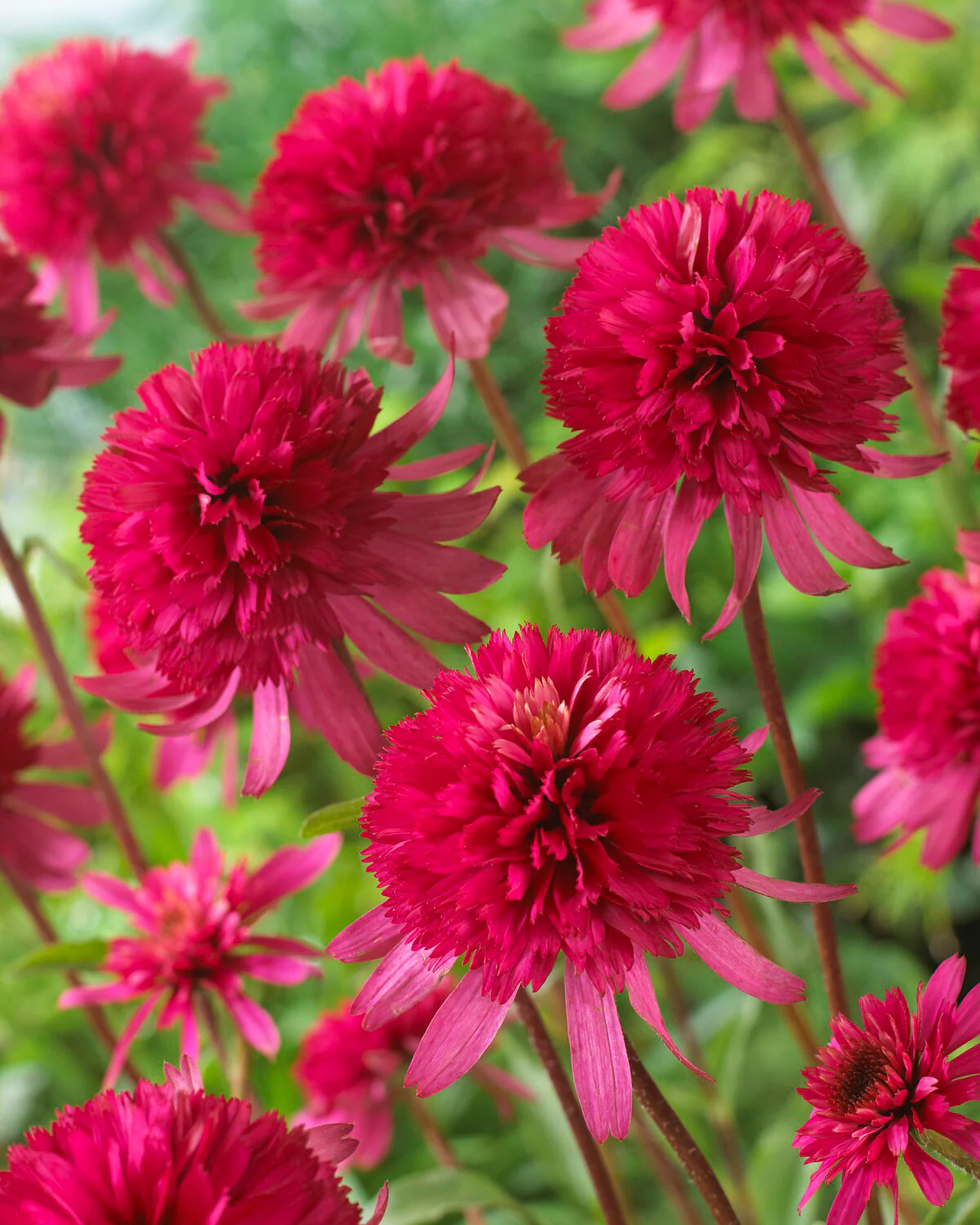 Echinacea 'Southern Belle' - Image 6