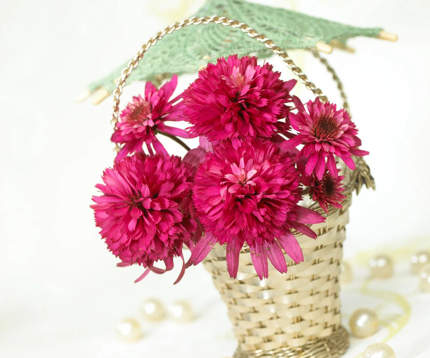 Echinacea 'Southern Belle' - Image 7