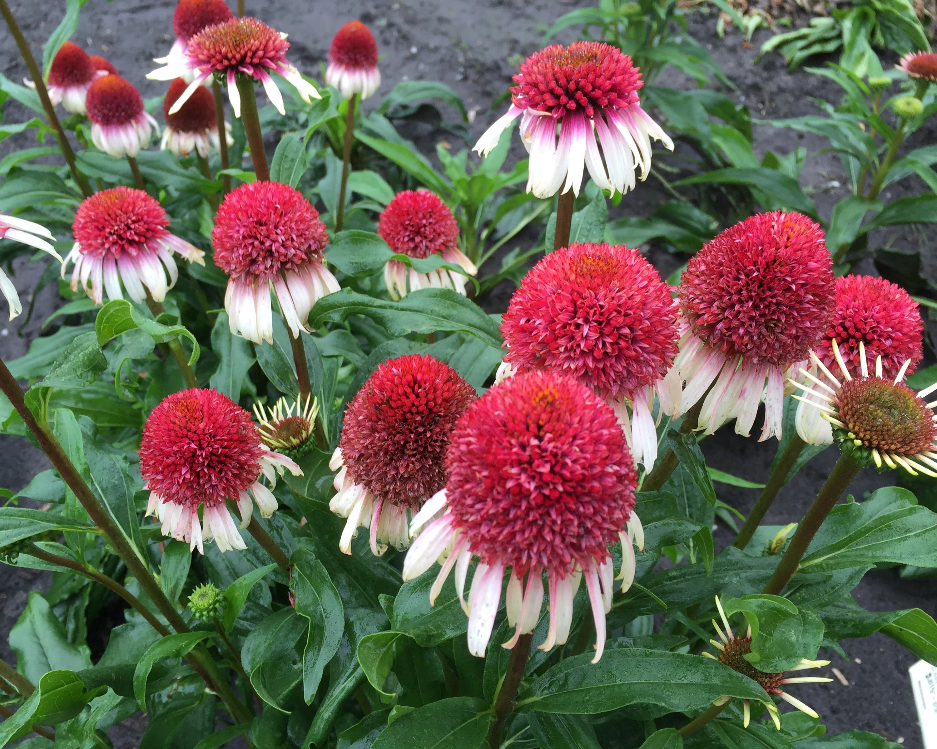Echinacea 'Strawberry & Cream' - Image 3