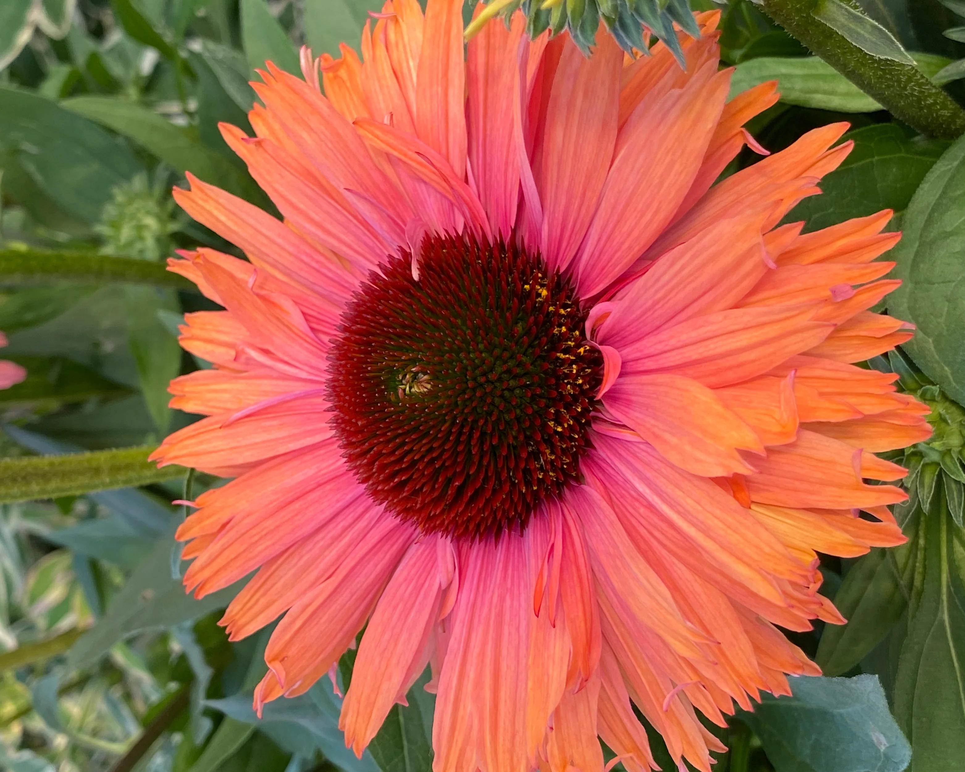 Echinacea 'Sunseekers Rainbow' - Image 2