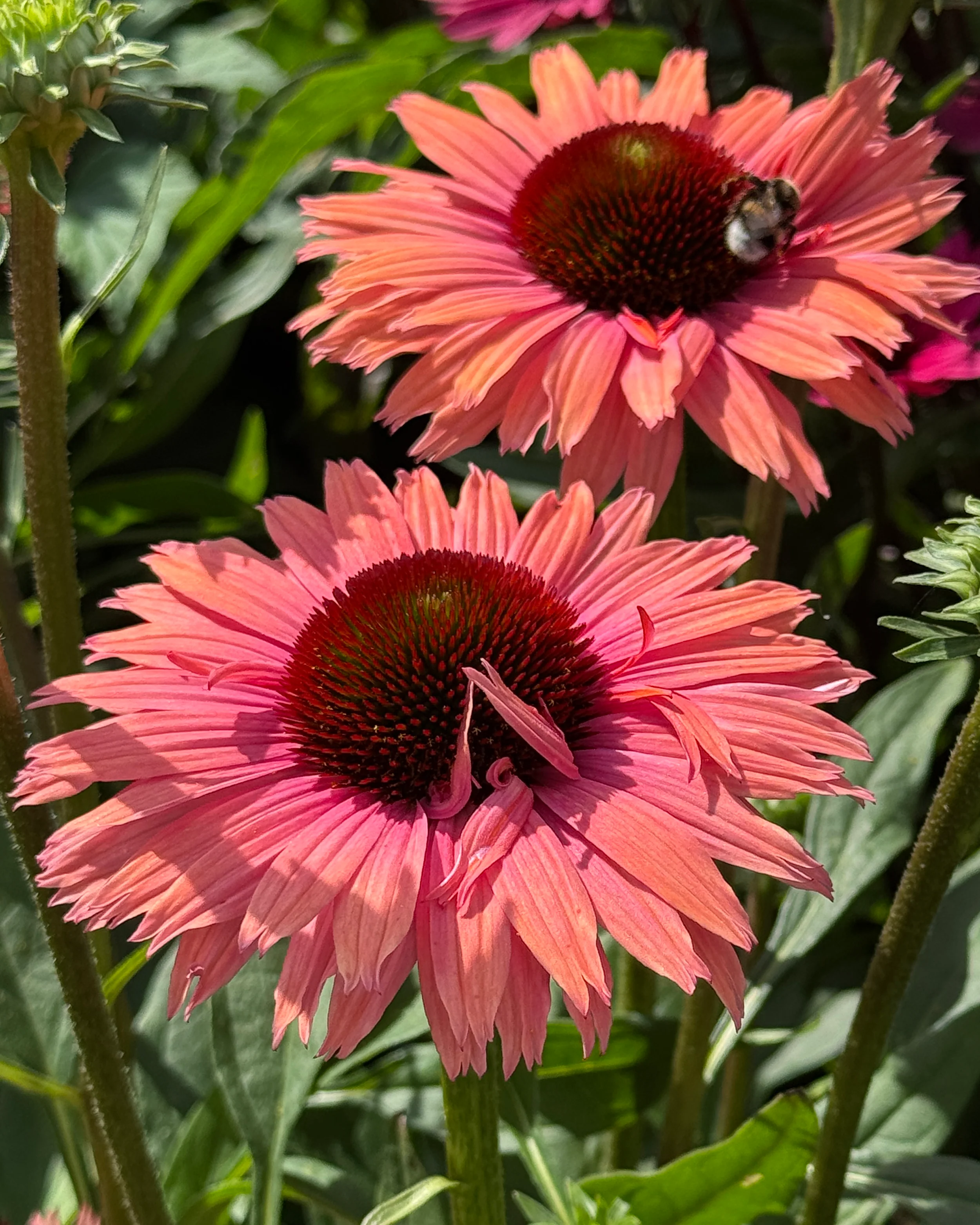 Echinacea 'Sunseekers Rainbow' - Image 3