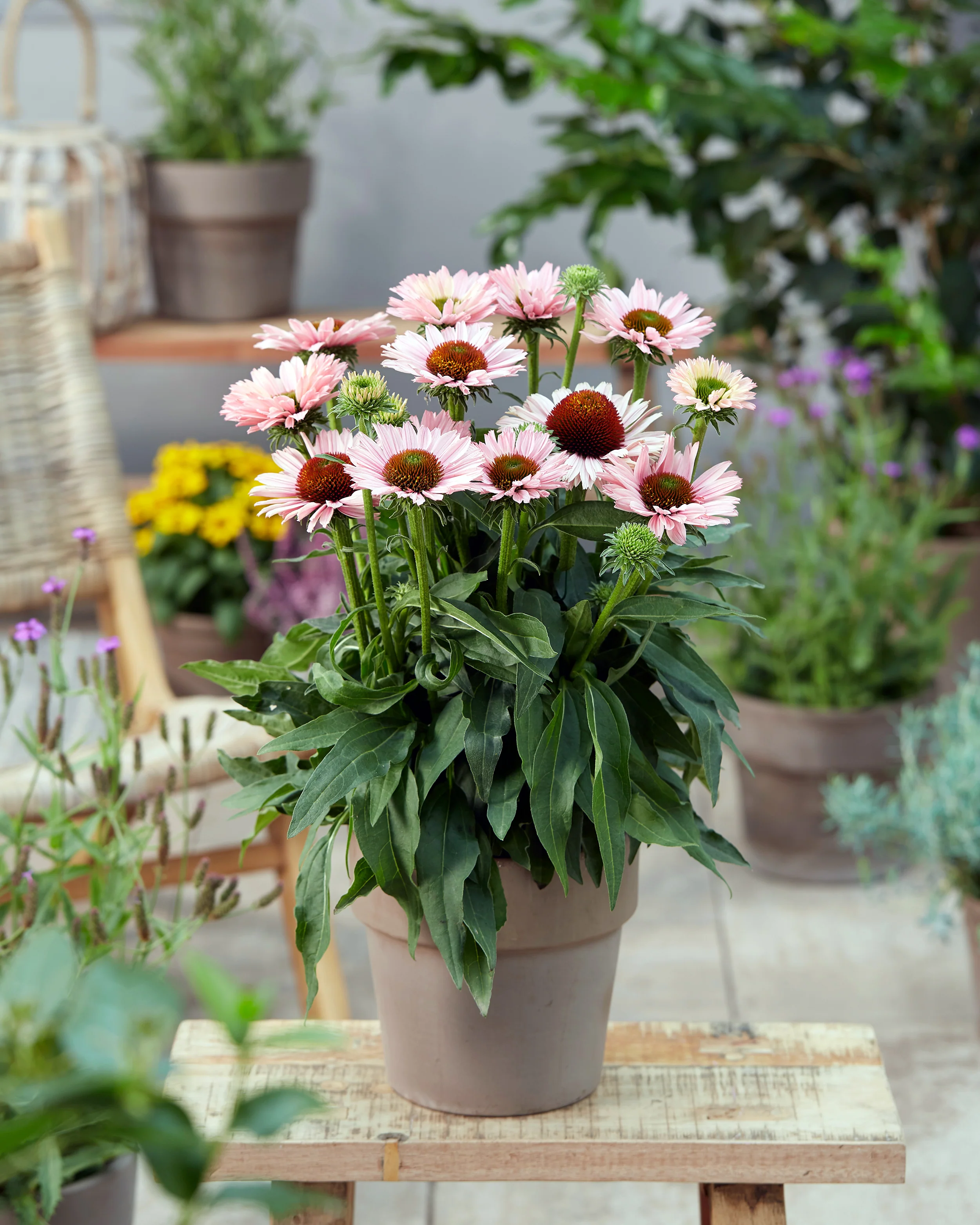 Echinacea 'Sunseekers Salmon' - Image 2