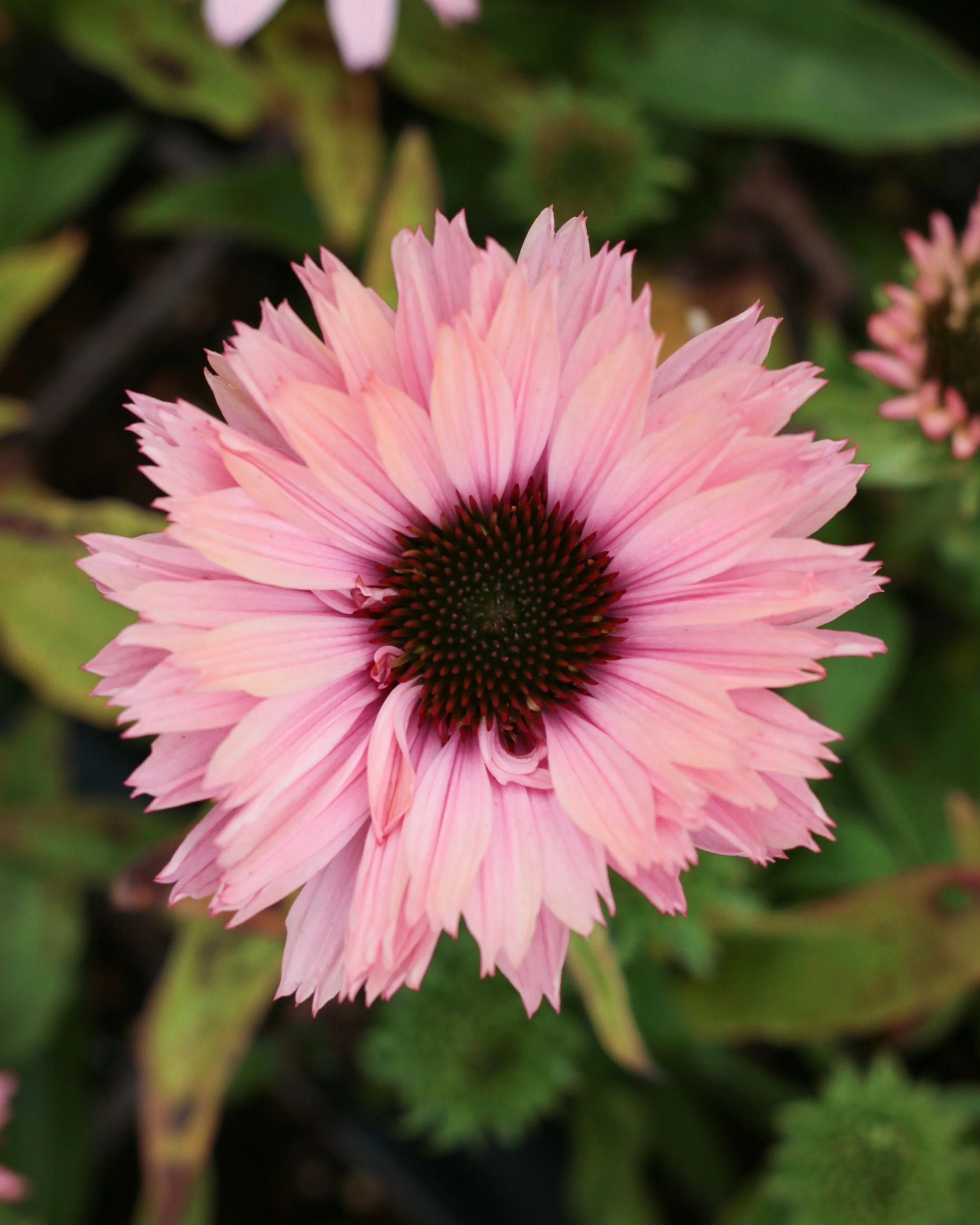 Echinacea 'Sunseekers Salmon' - Image 3