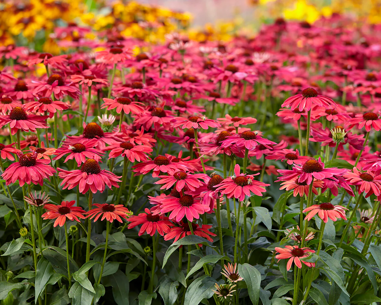 Echinacea 'Sweet Meadow Mama' - Image 4