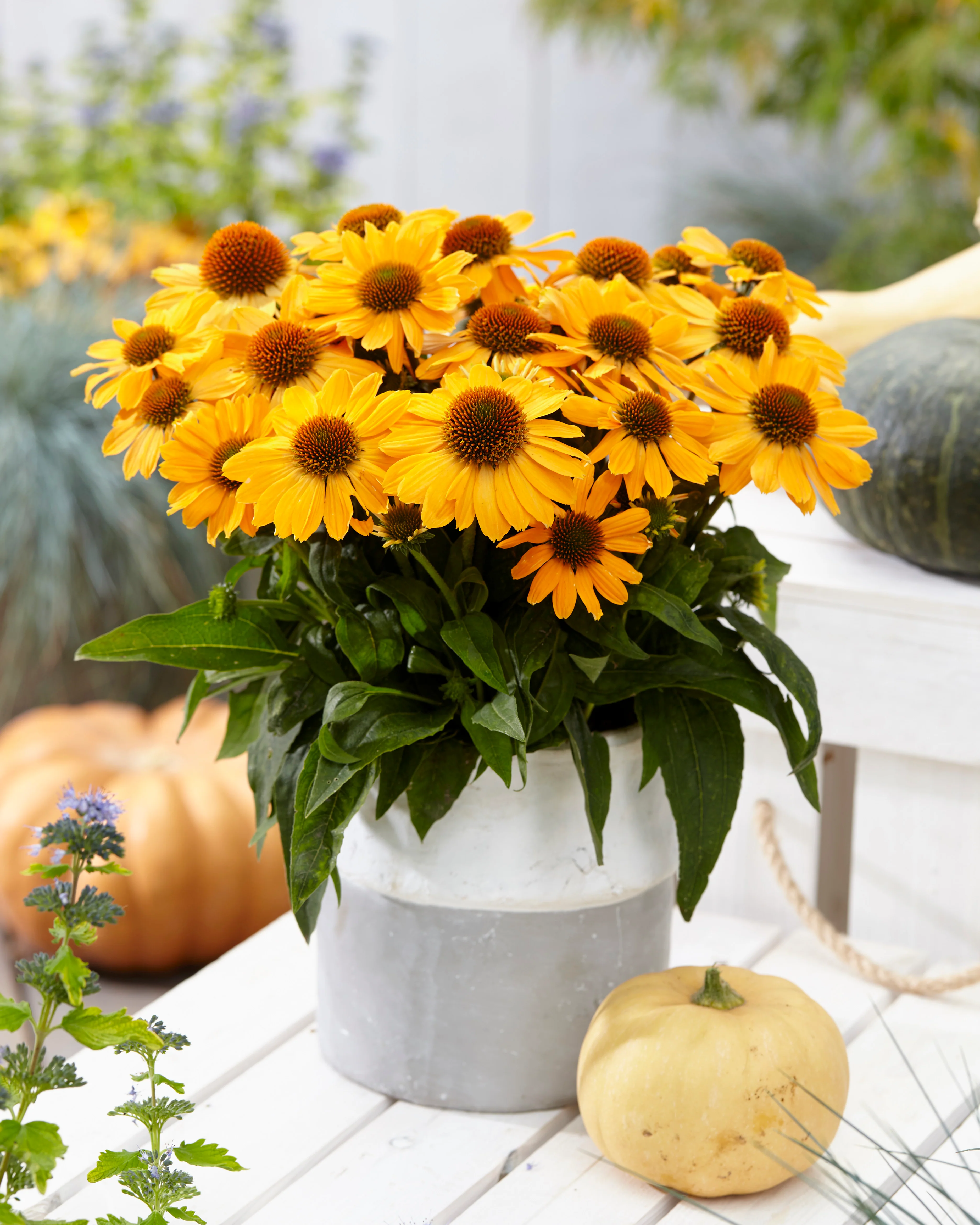 Echinacea 'Tweety' - Image 2