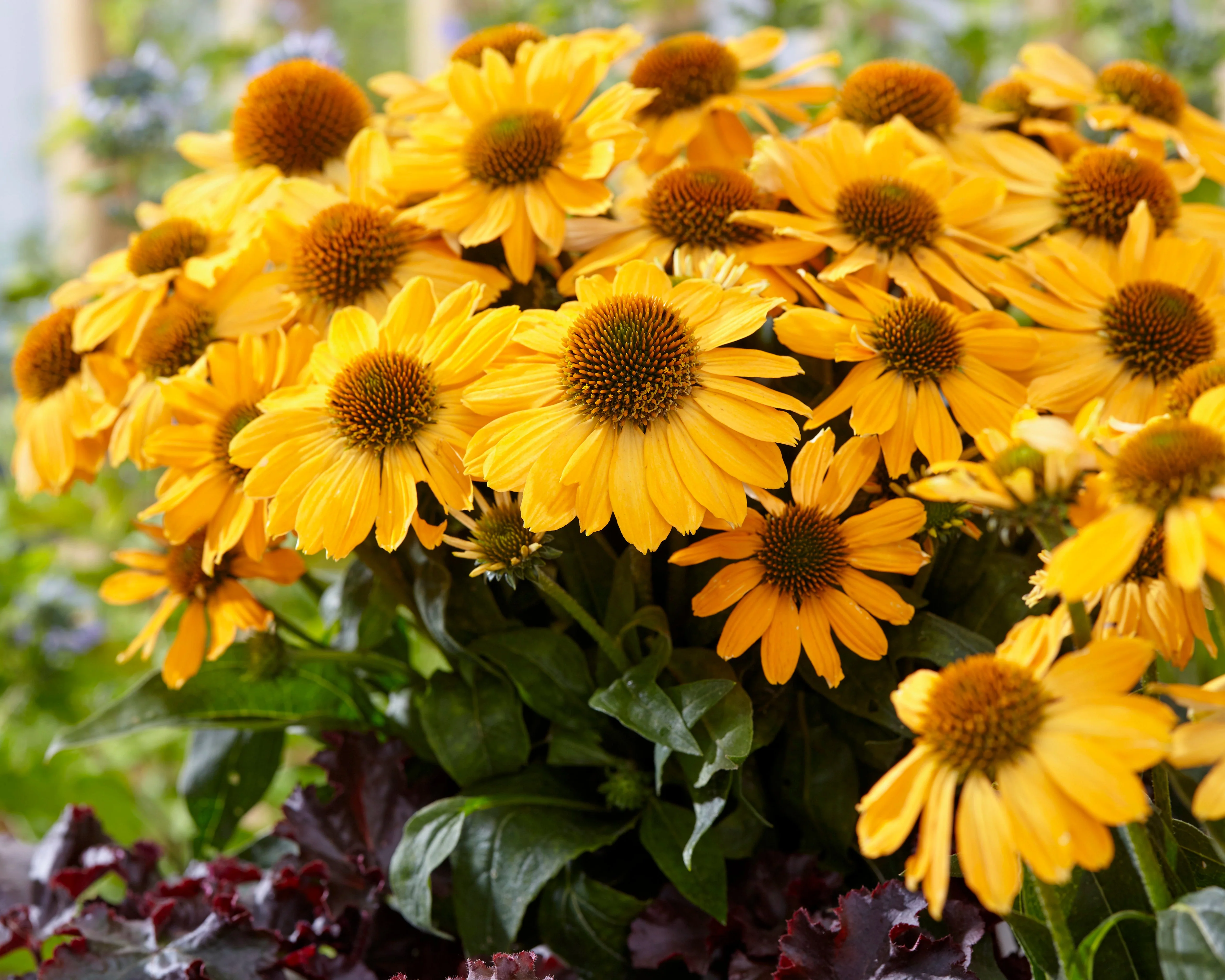 Echinacea 'Tweety' - Image 4