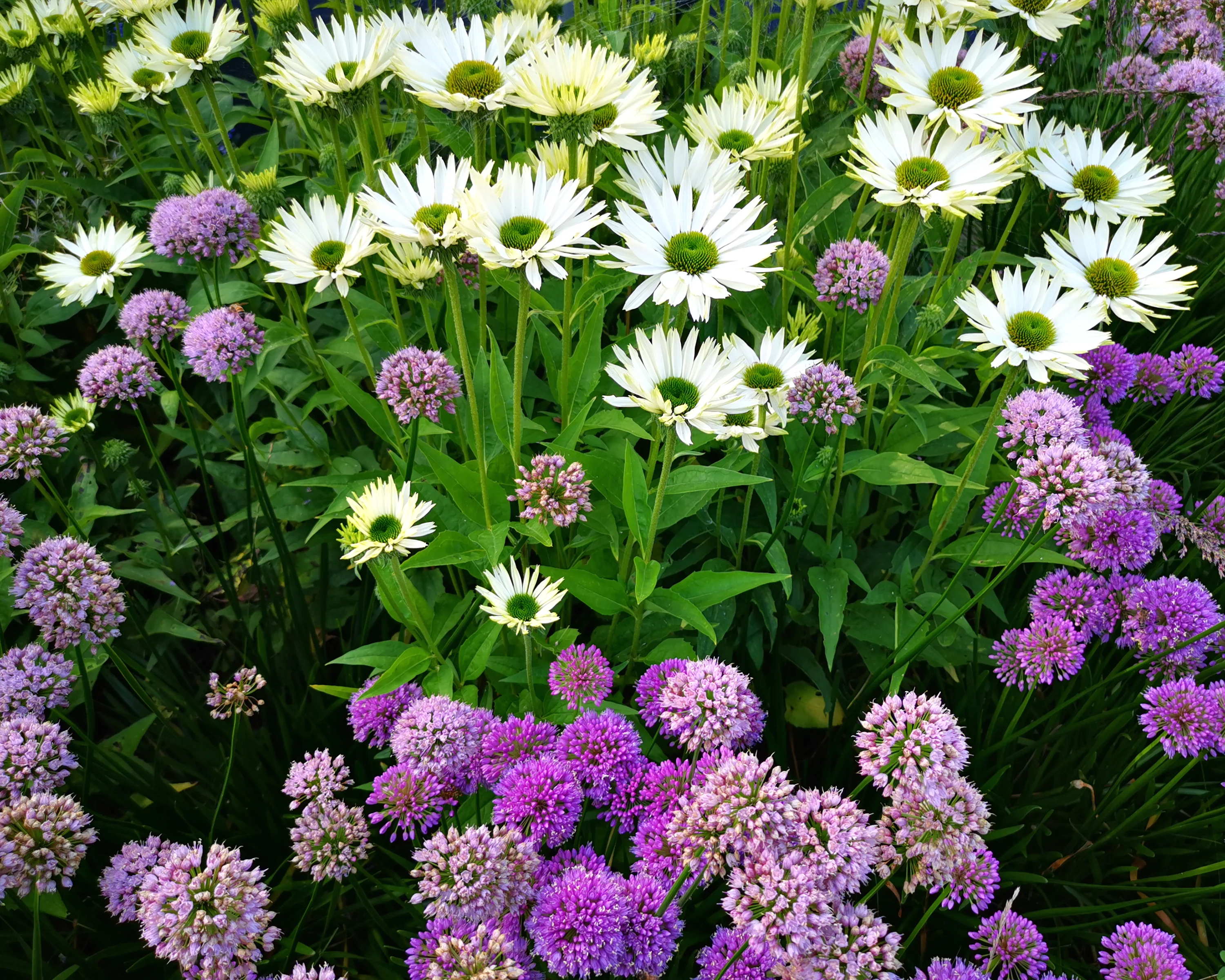 Echinacea 'Virgin' - Image 4