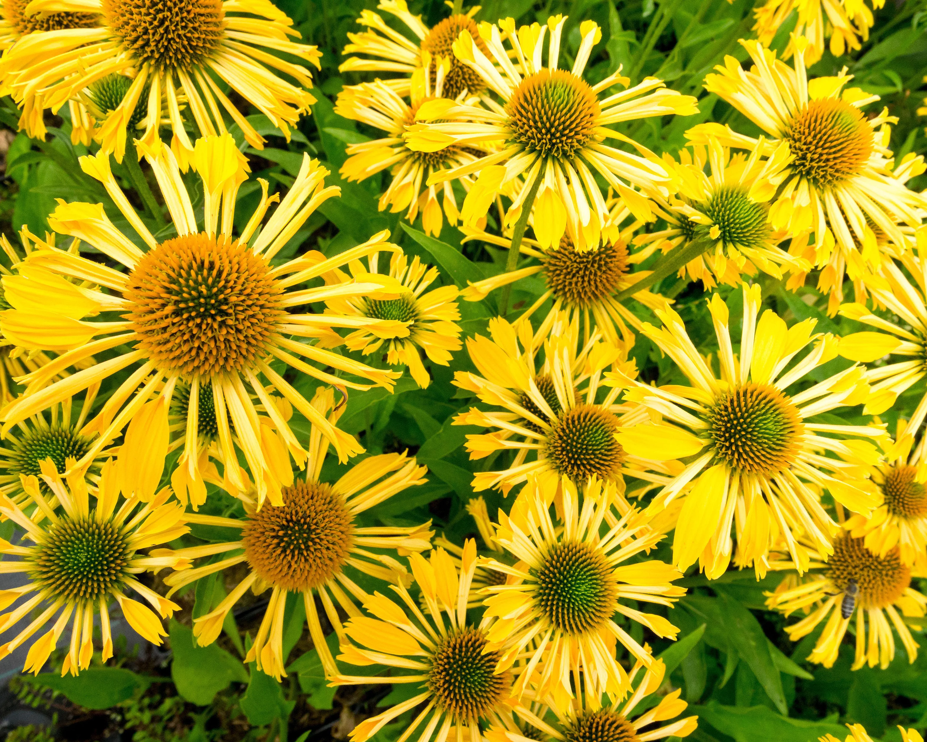 Echinacea 'Yellow Passion' - Image 2