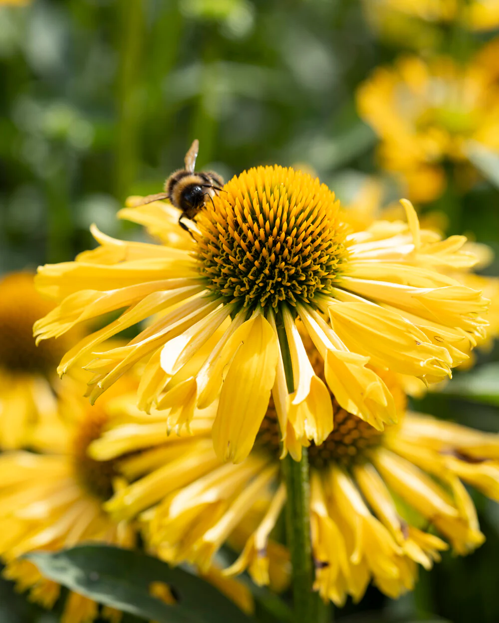 Echinacea 'Yellow Passion' - Image 3