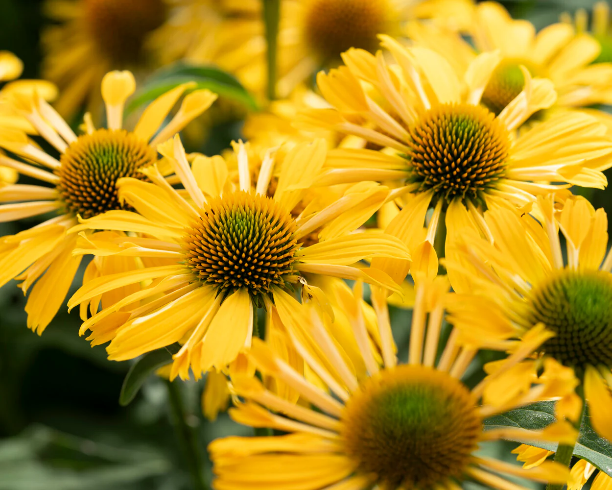 Echinacea 'Yellow Passion' - Image 4