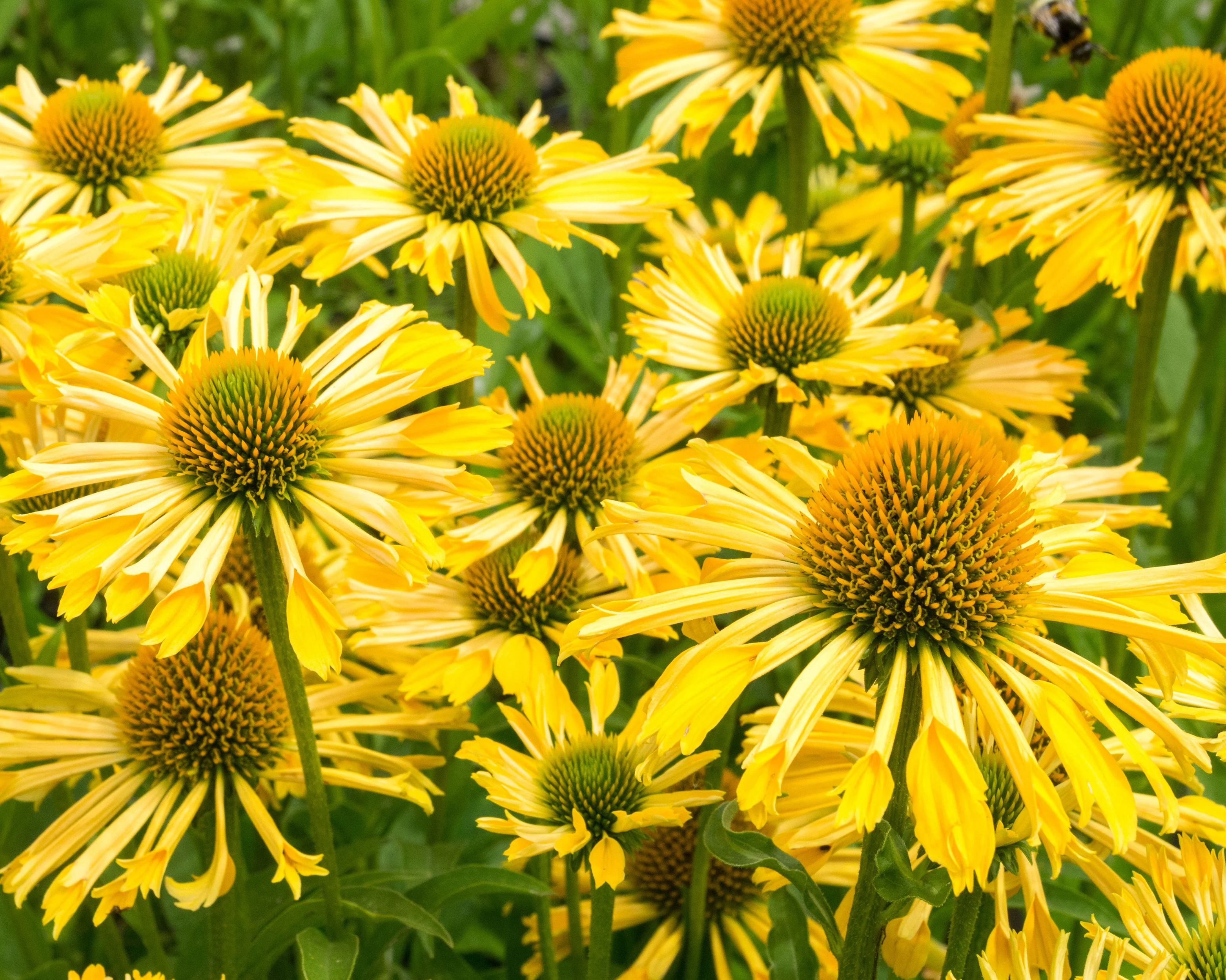 Echinacea 'Yellow Passion' - Image 5