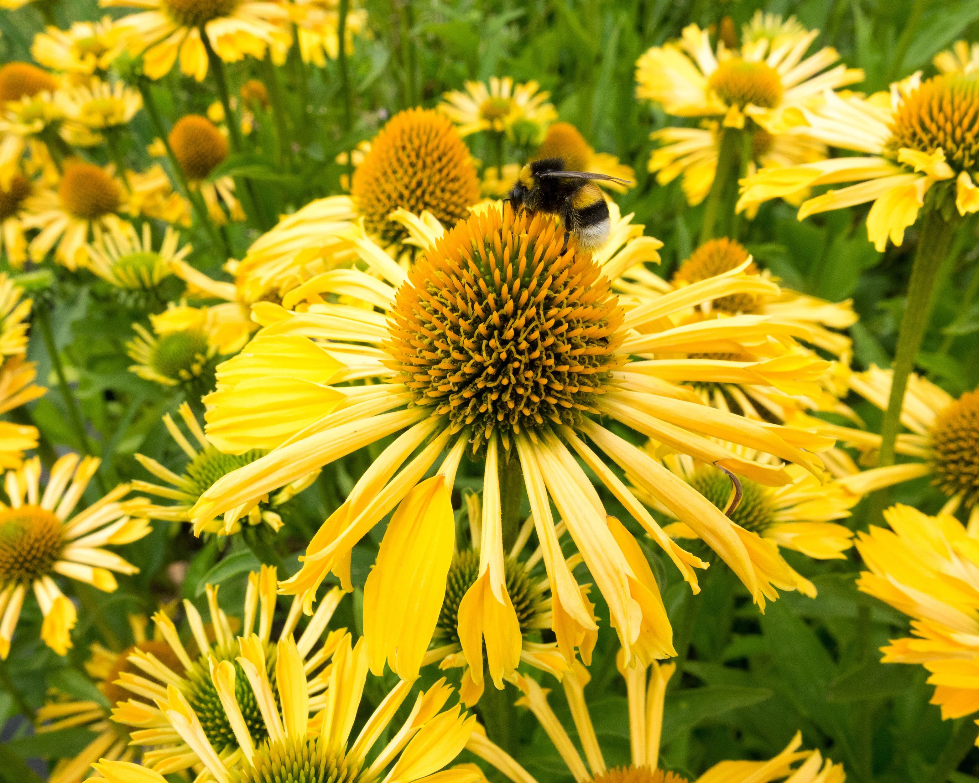 Echinacea 'Yellow Passion' - Image 7