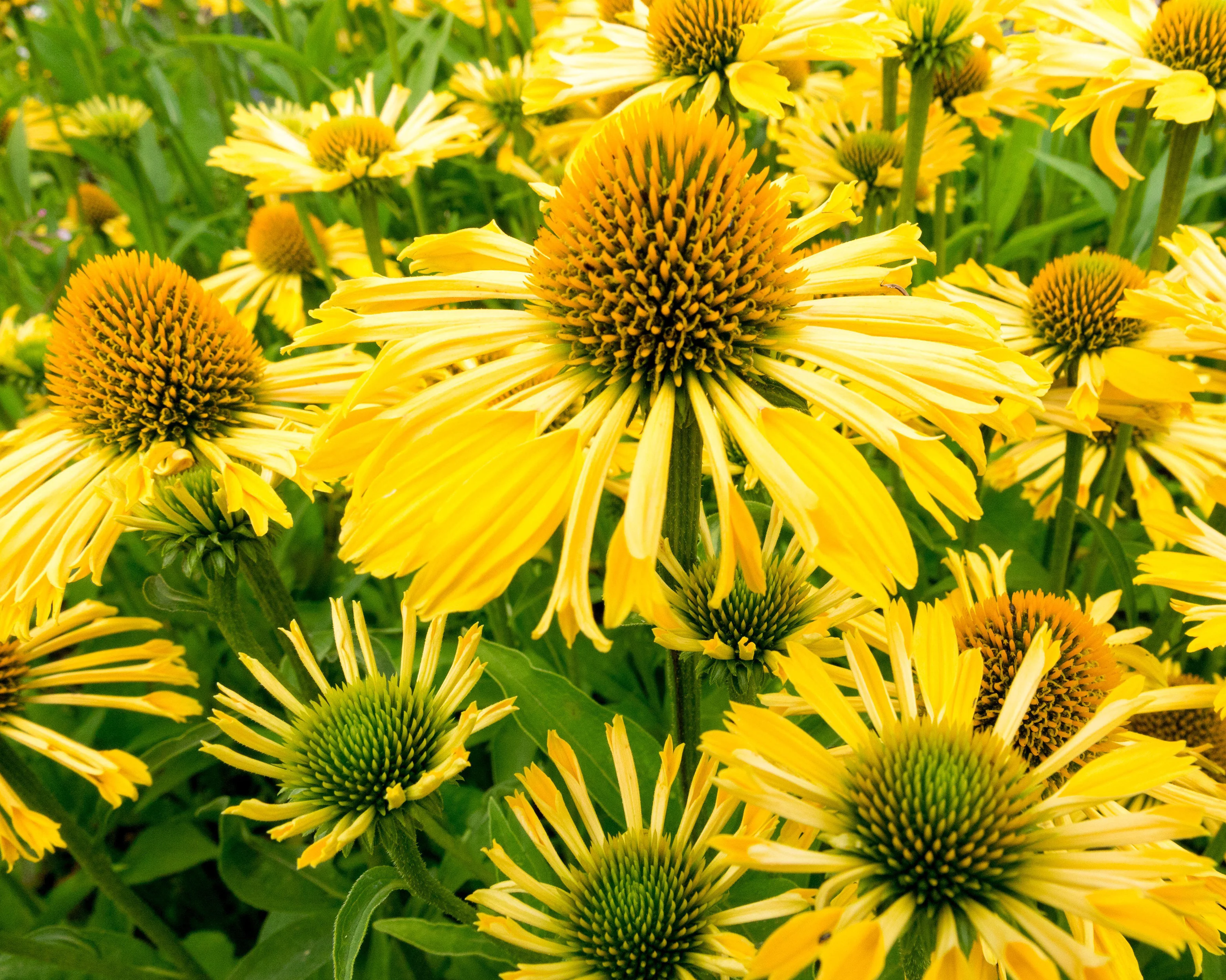 Echinacea 'Yellow Passion' - Image 8