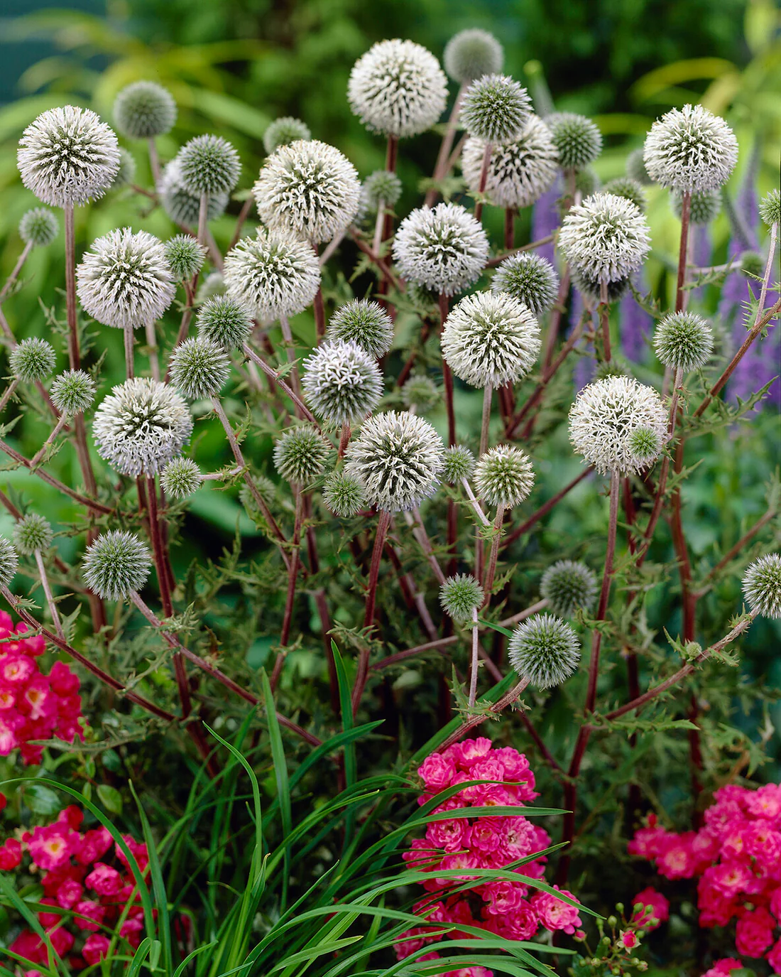 Echinops 'Arctic Glow' - Image 2